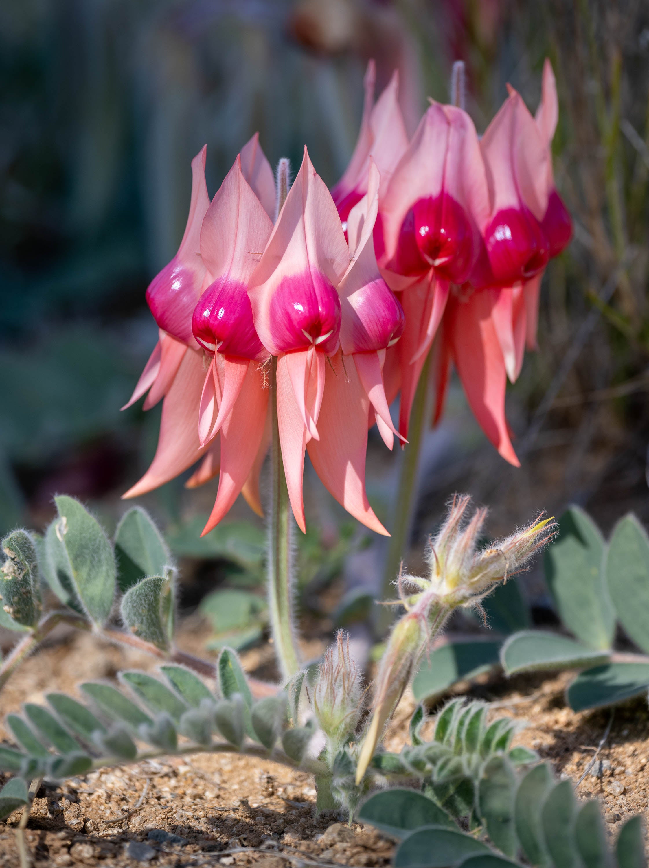 Pink Sturt Desert Pea, Tibooburra, NSW