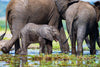 The Baby Elephant, Chobe River, Botswana