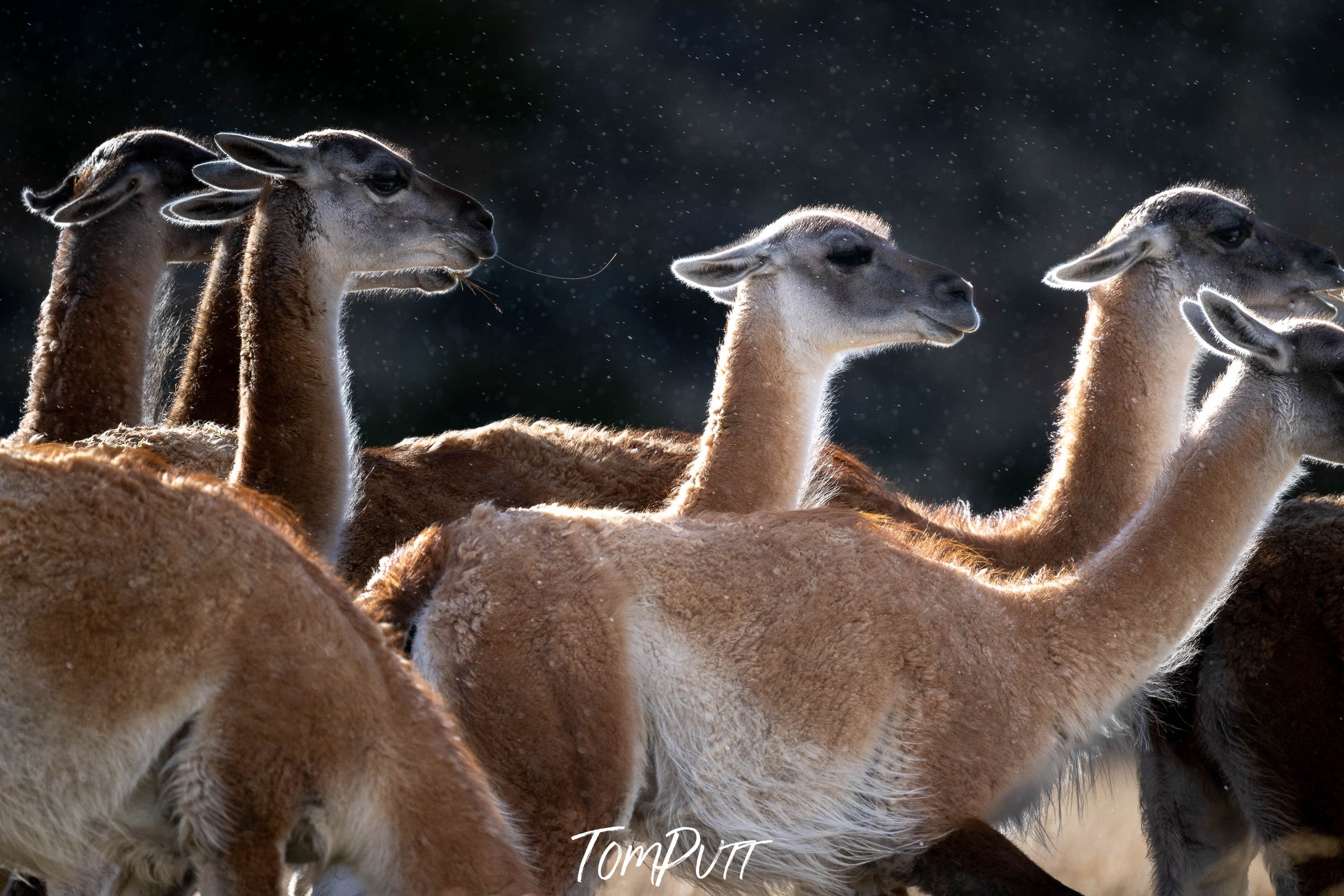 Gunanaco herd, Patagonia