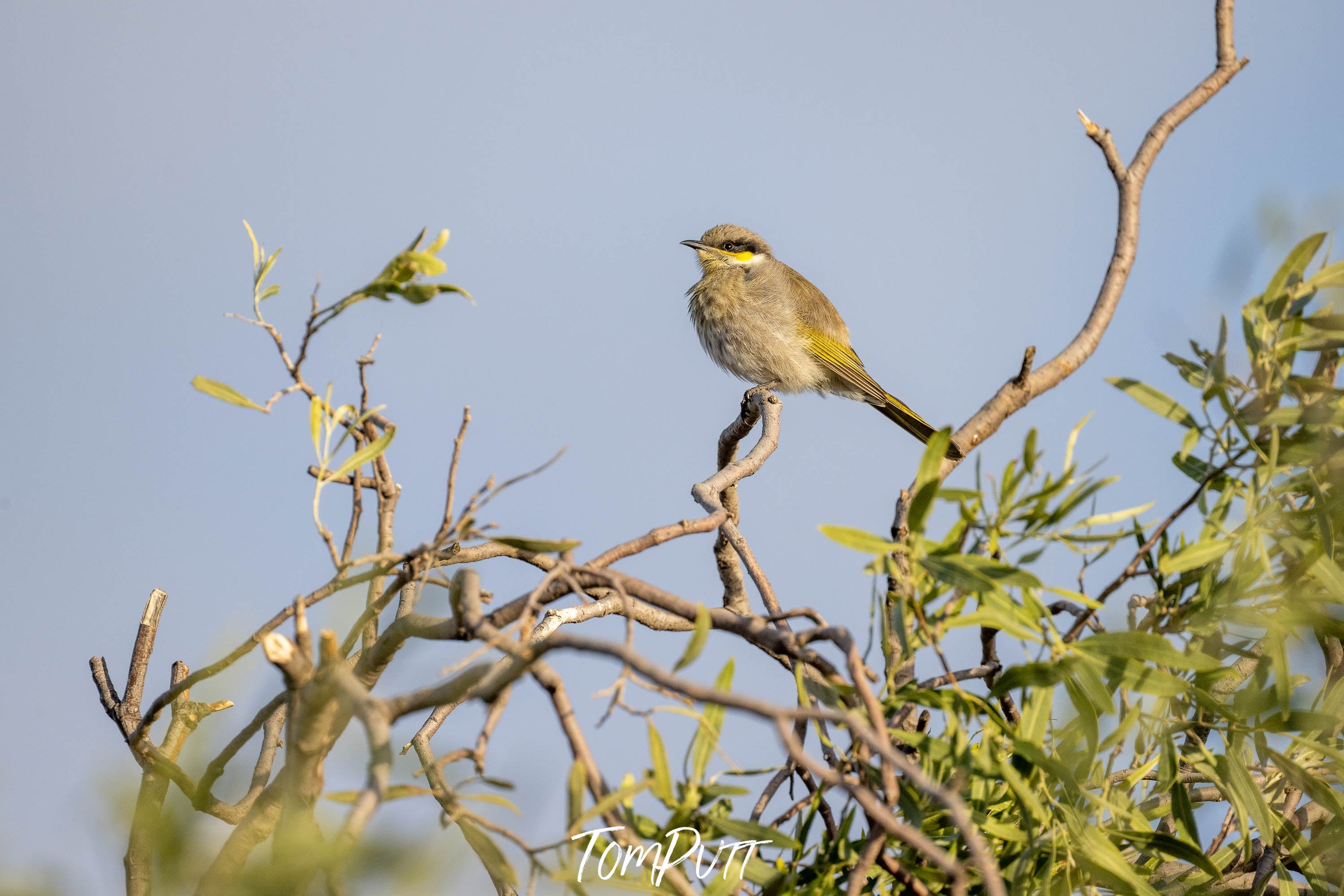 Singing Honeyeater