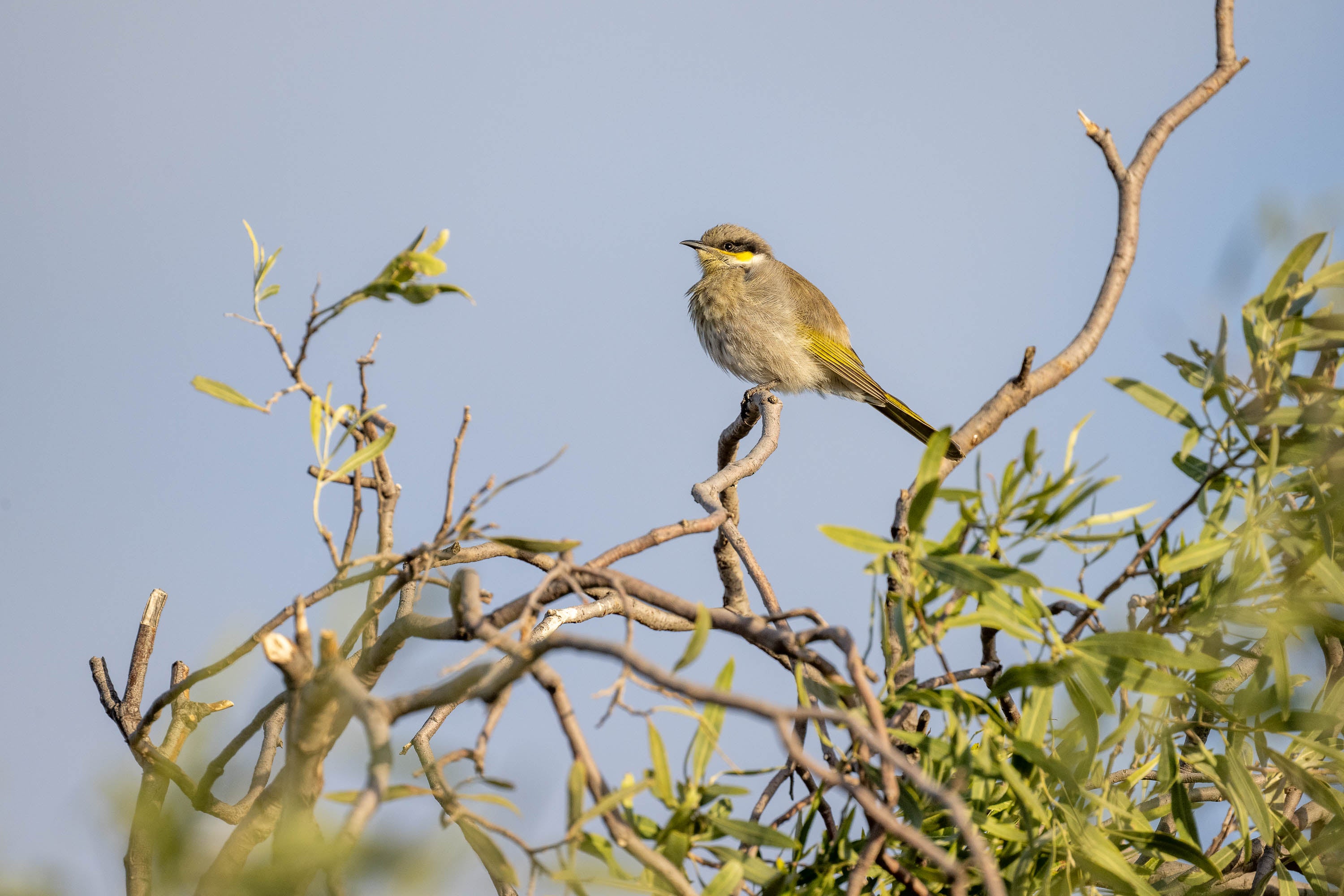 Singing Honeyeater