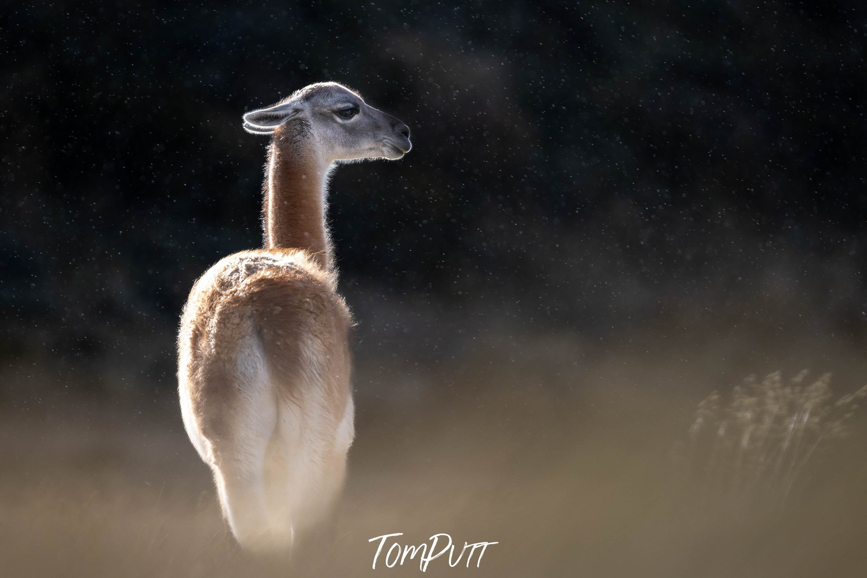 Gunanaco portrait, Patagonia