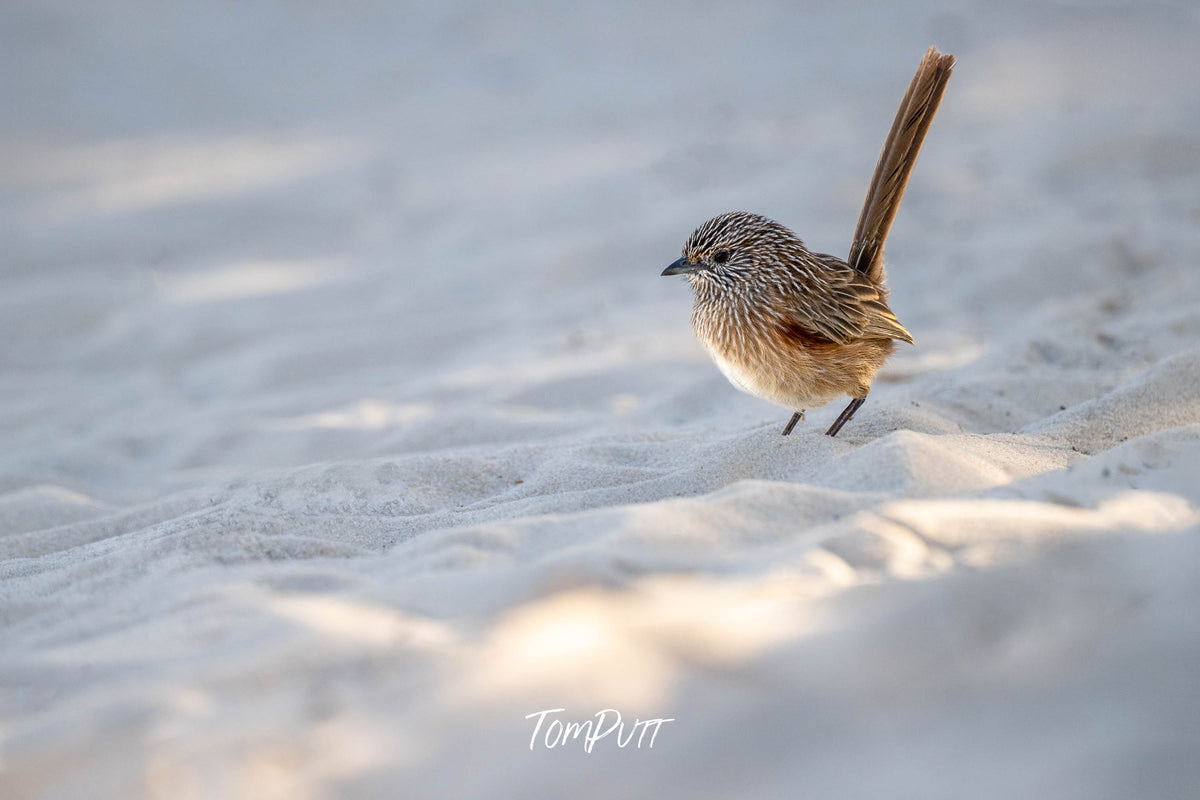 Western Grasswren, Monkey Mia, Western Australia