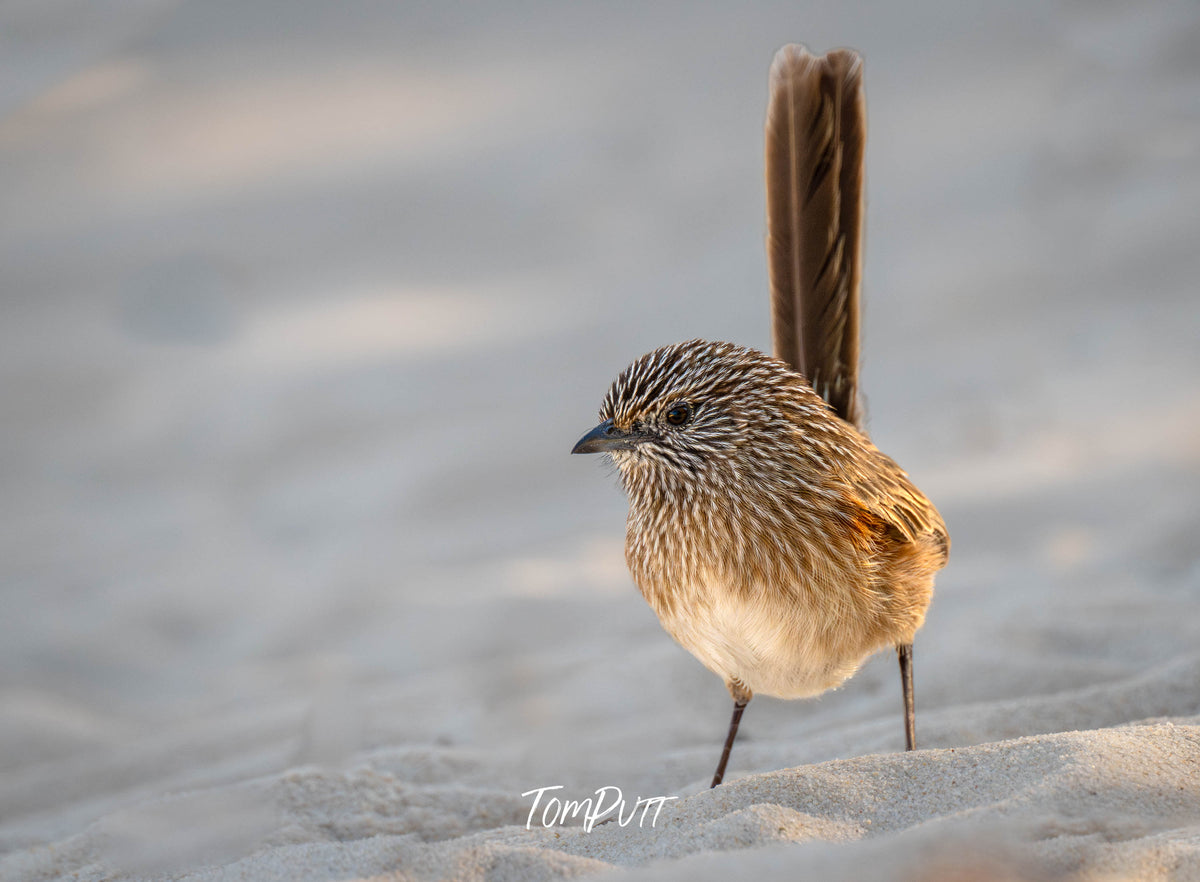 Western Grasswren in the sunshine, Monkey Mia, Western Australia