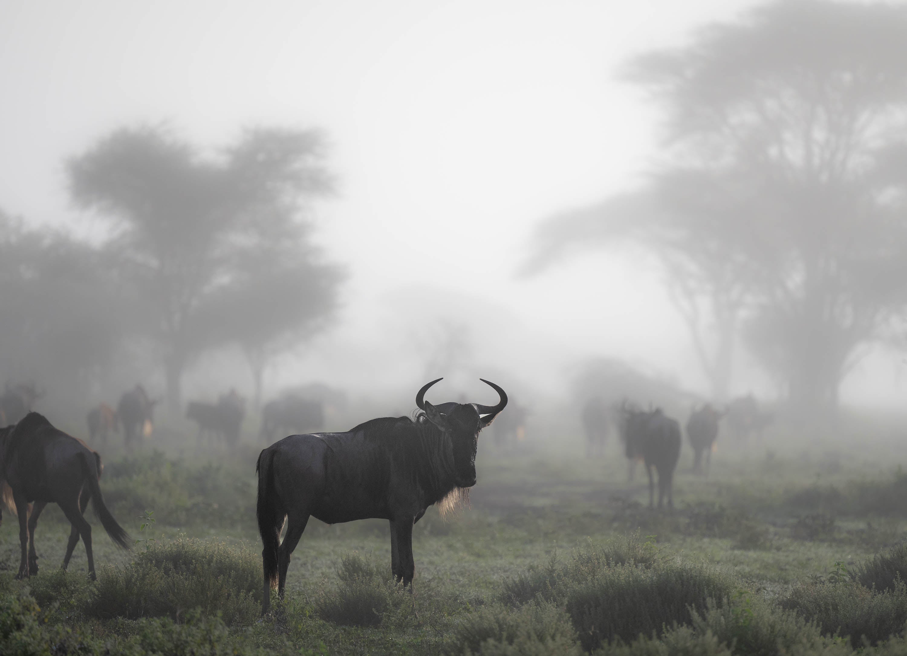 Wildebeest in the mist, Tanzania