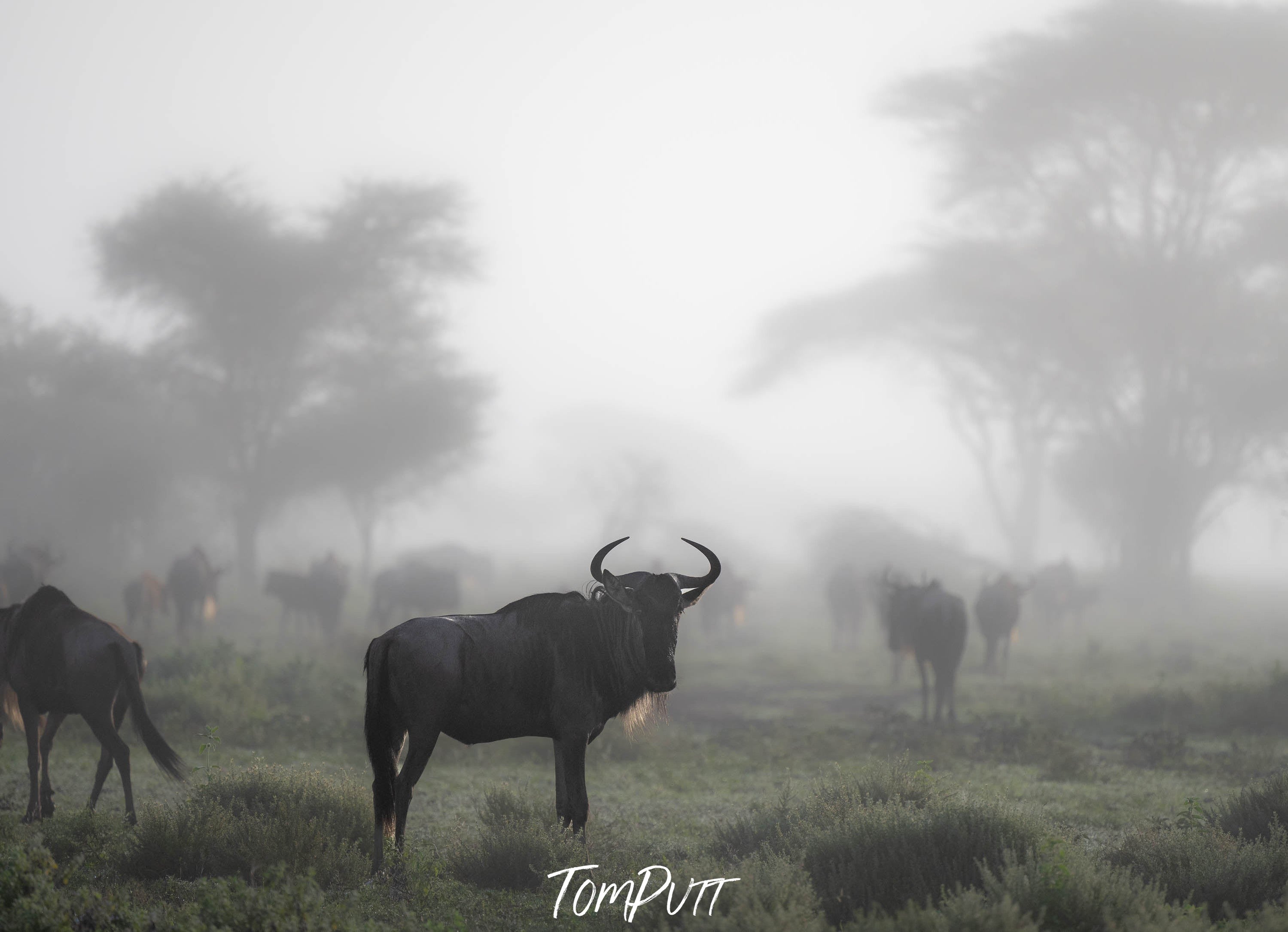 Wildebeest in the mist, Tanzania