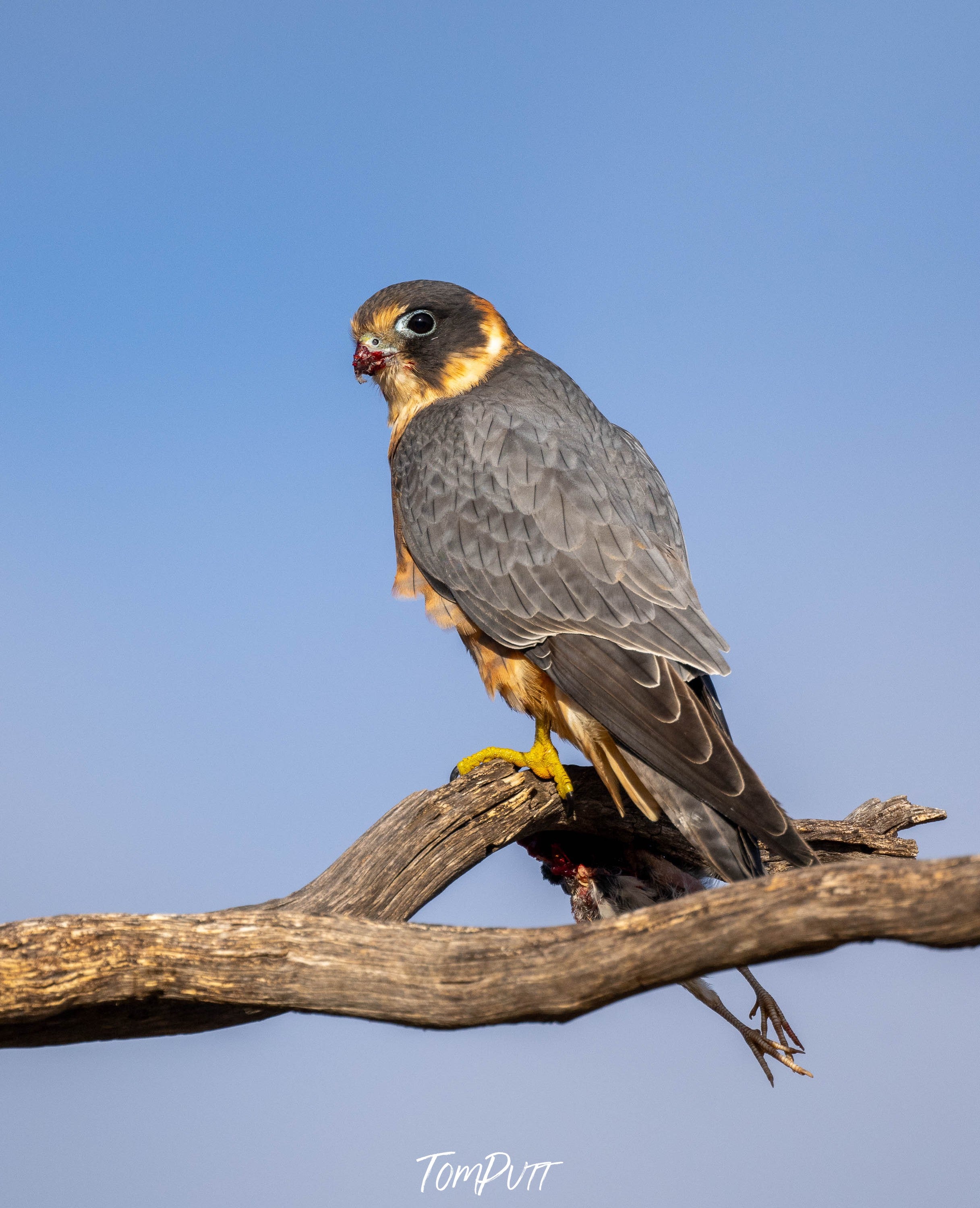 Australian Hobby, Sea Lake, Victoria