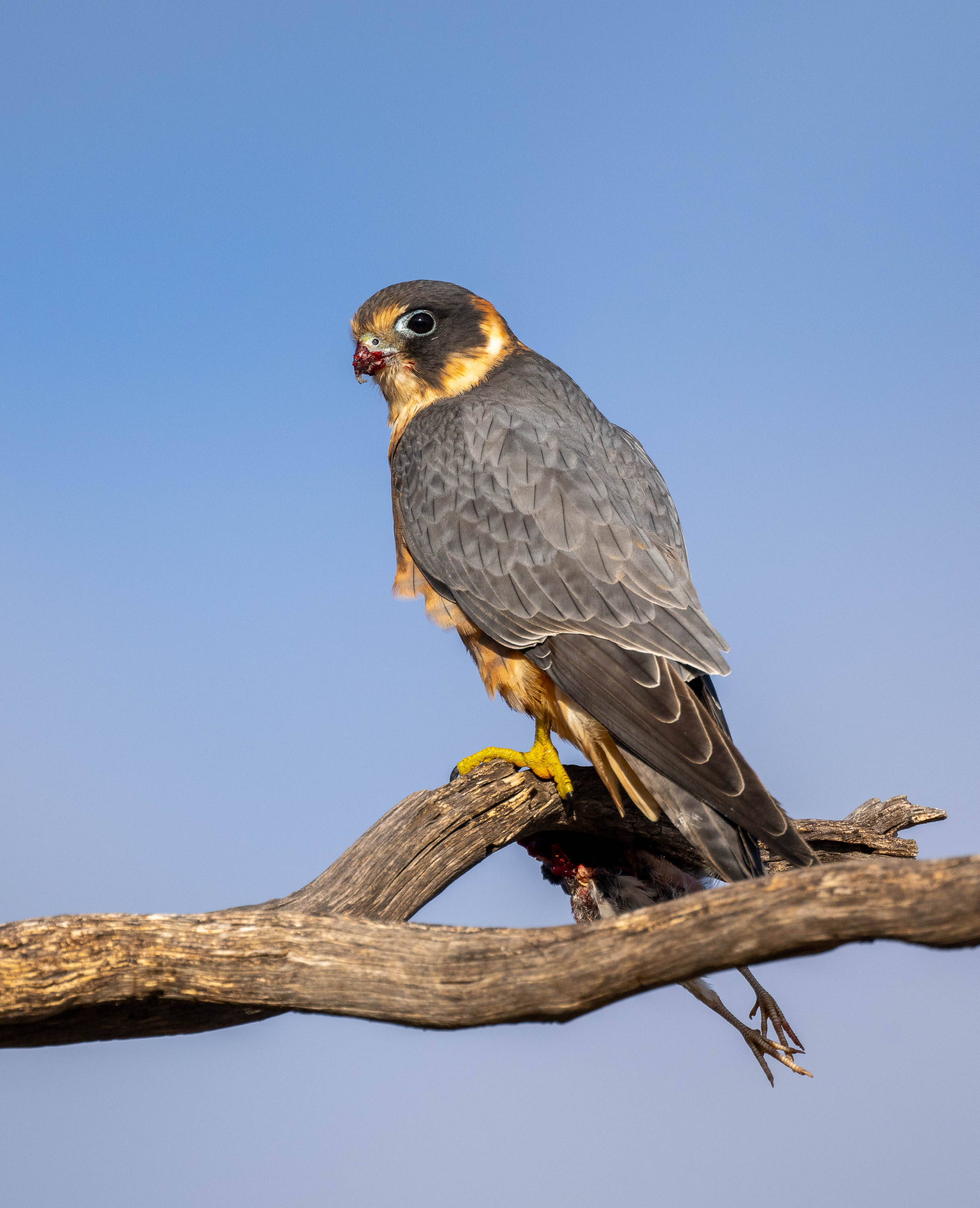 Australian Hobby, Sea Lake, Victoria