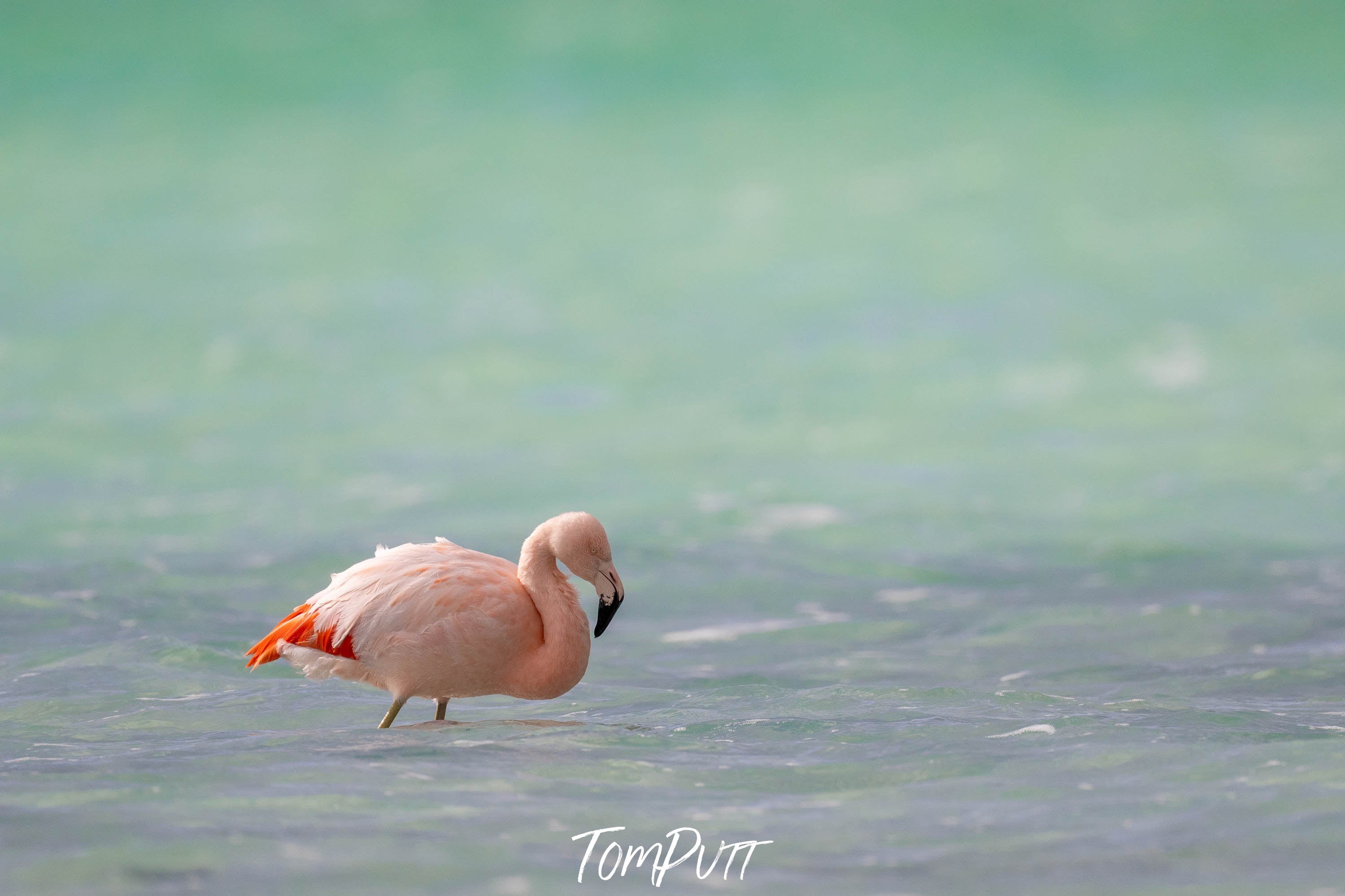 Flamingo, Lake Amarga, Patagonia