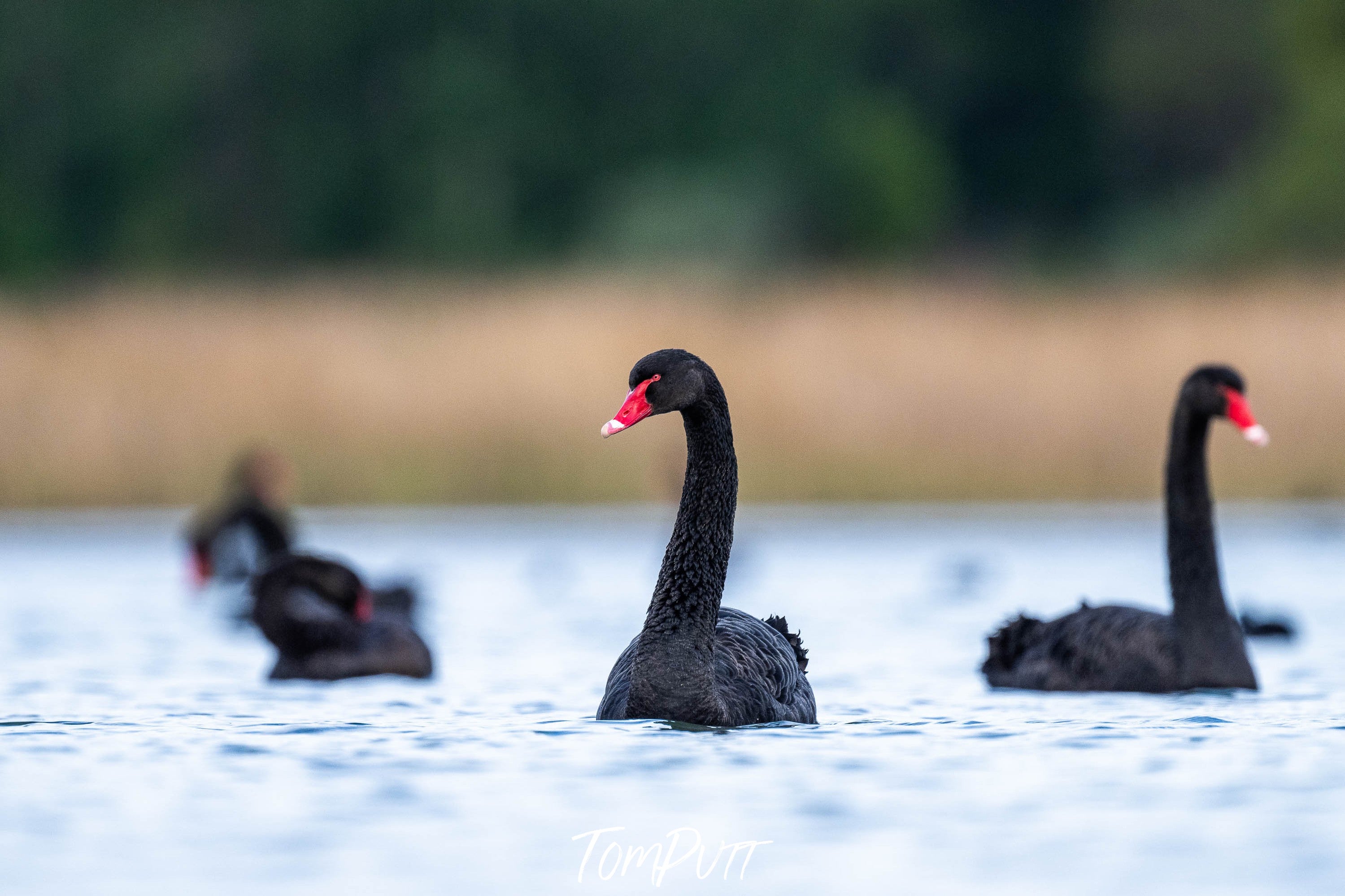 Black Swan 2