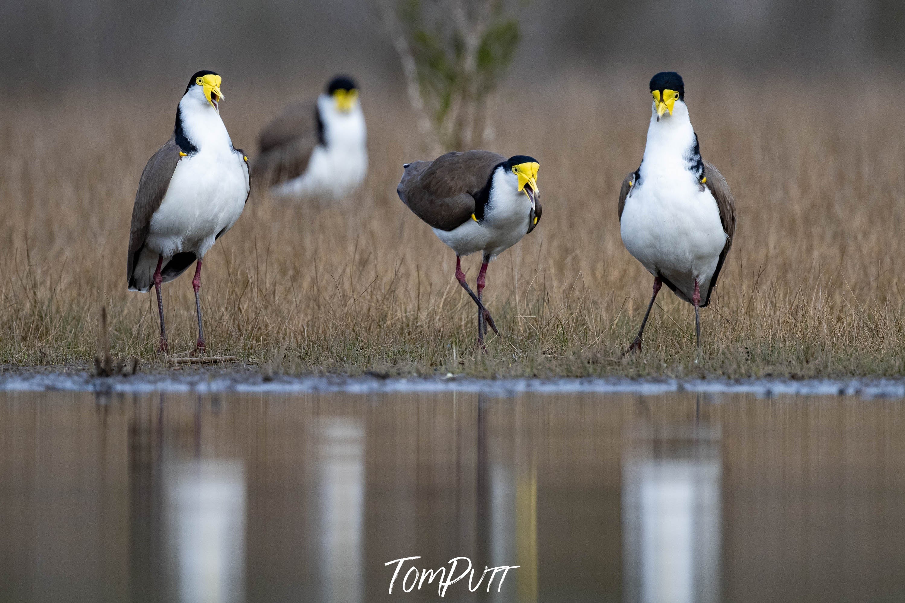 Masked Lapwings