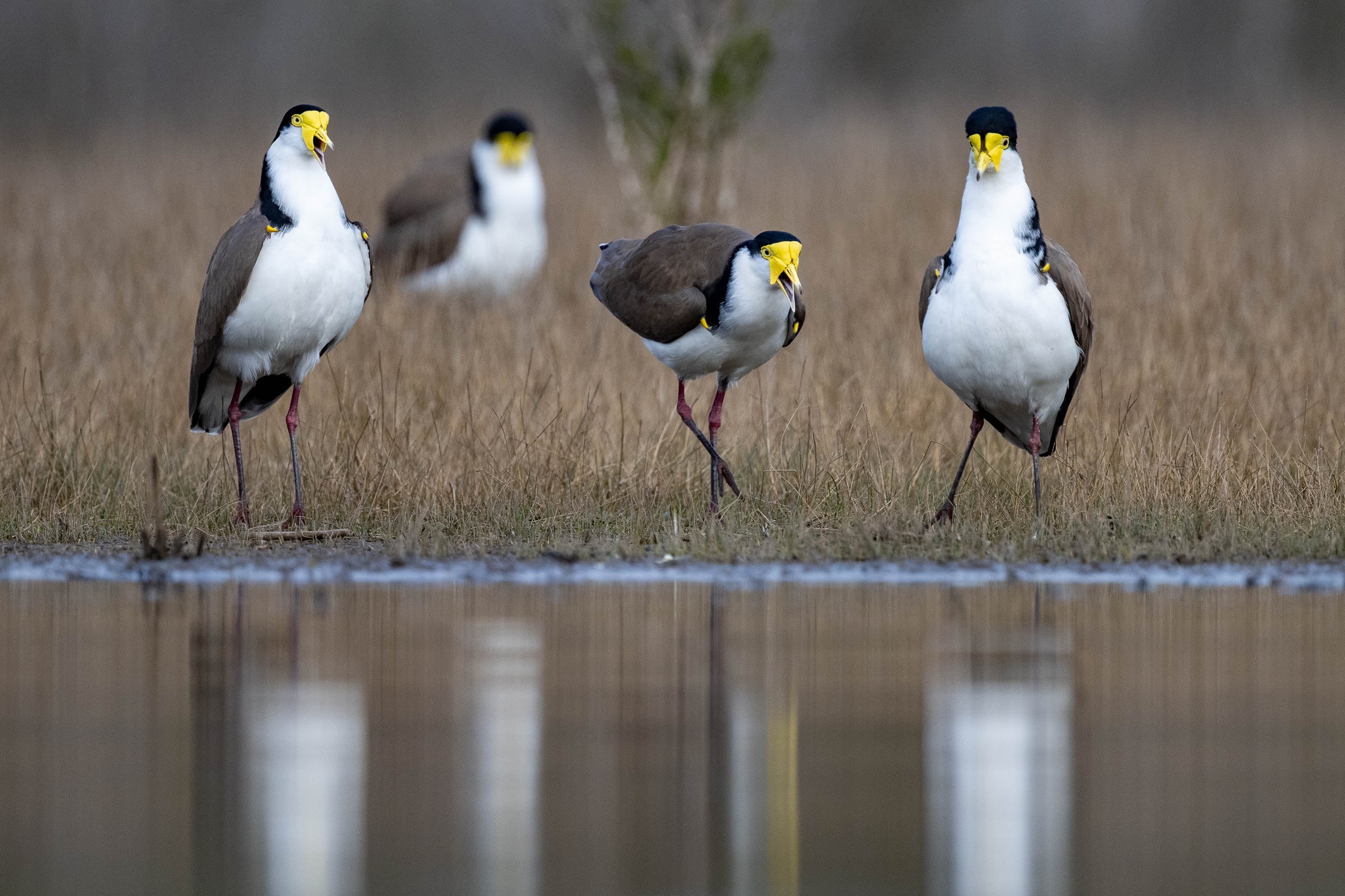 Masked Lapwings