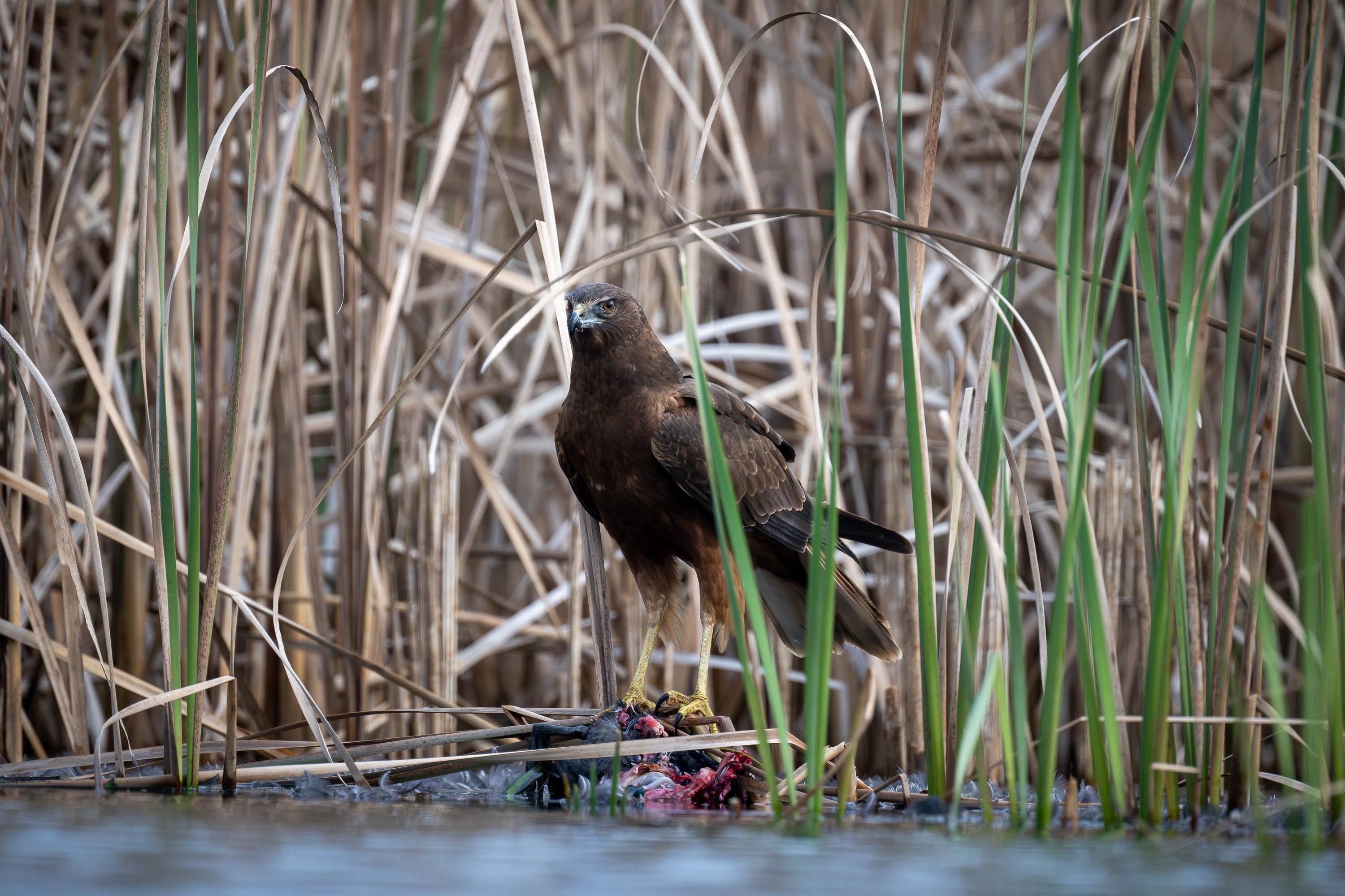 Swamp Harrier