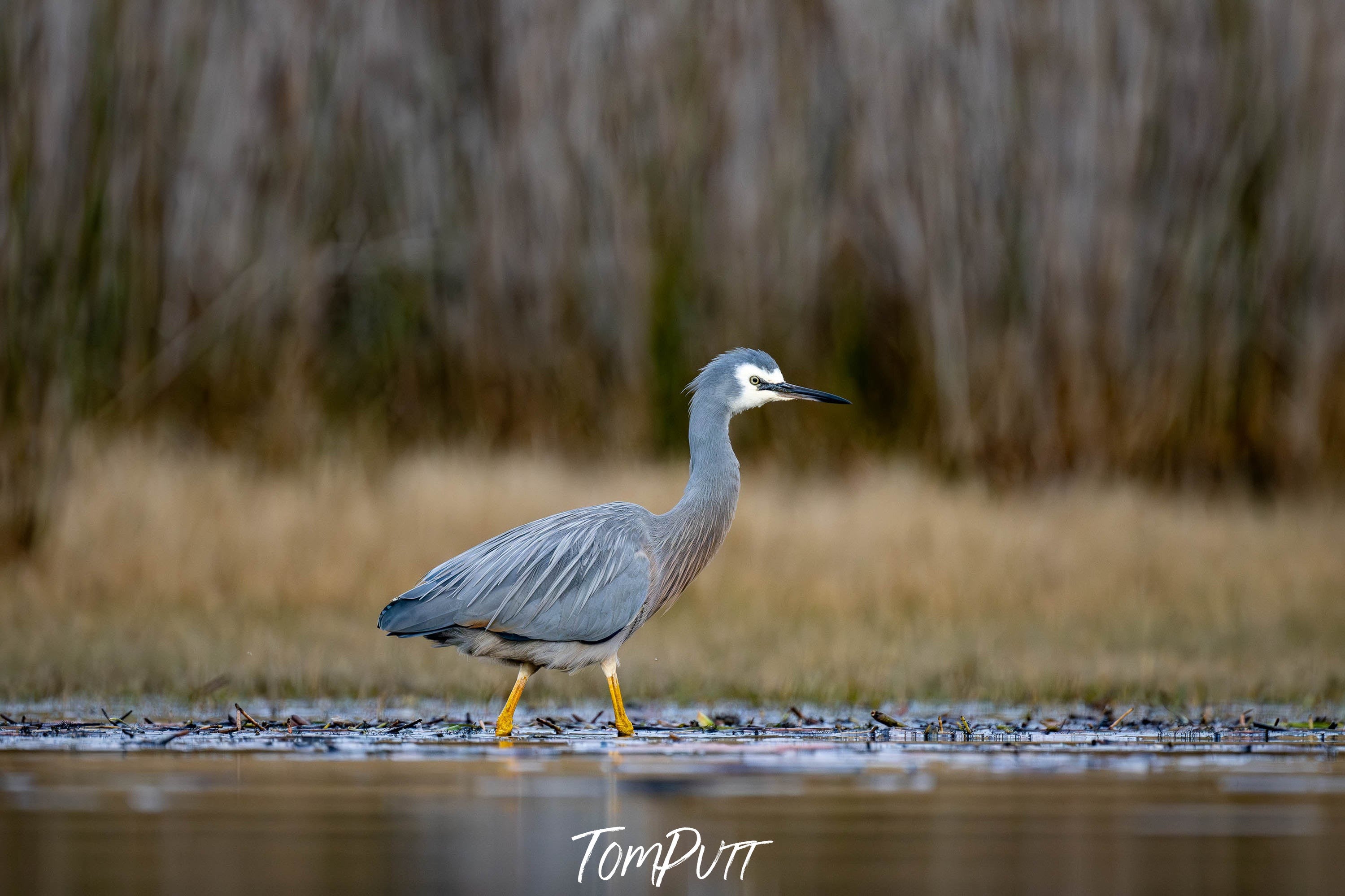 White-faced Heron