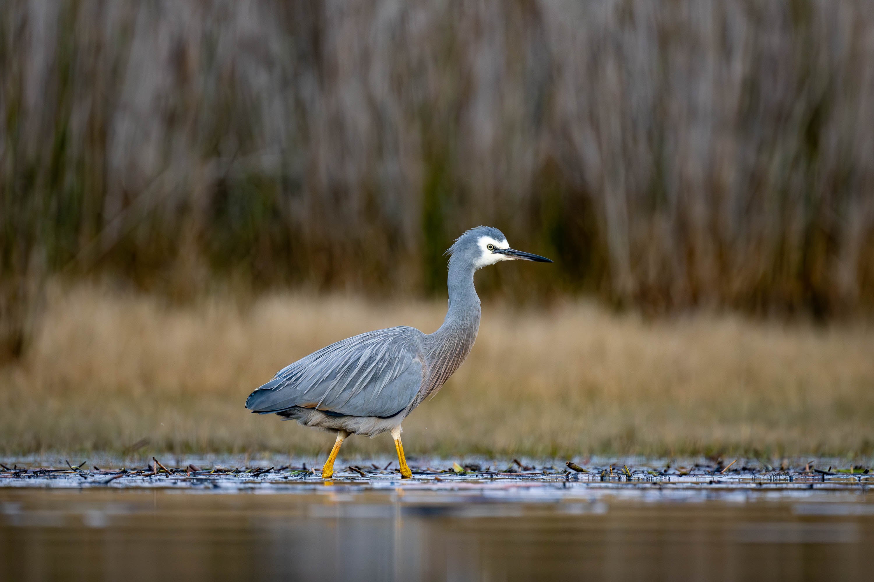 White-faced Heron