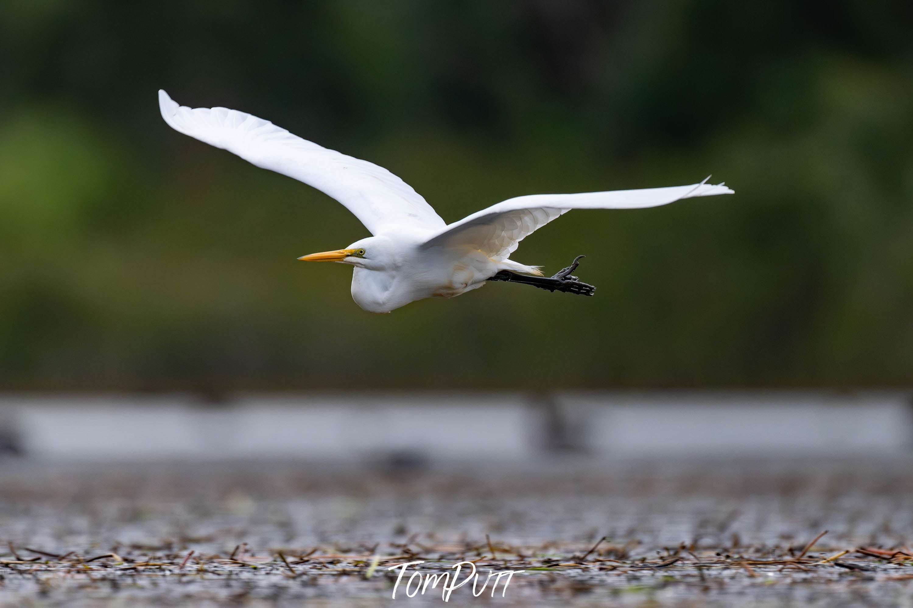 Intermediate Egret