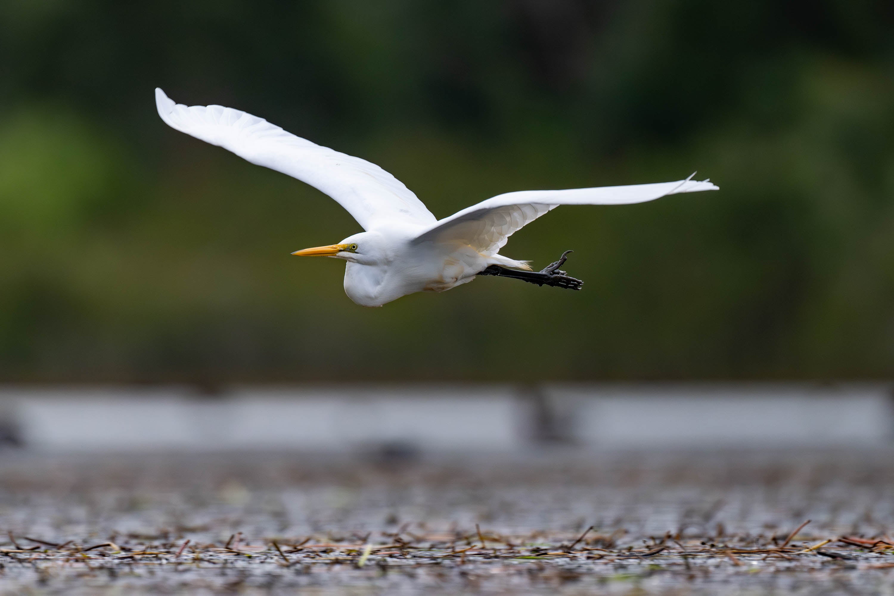 Intermediate Egret