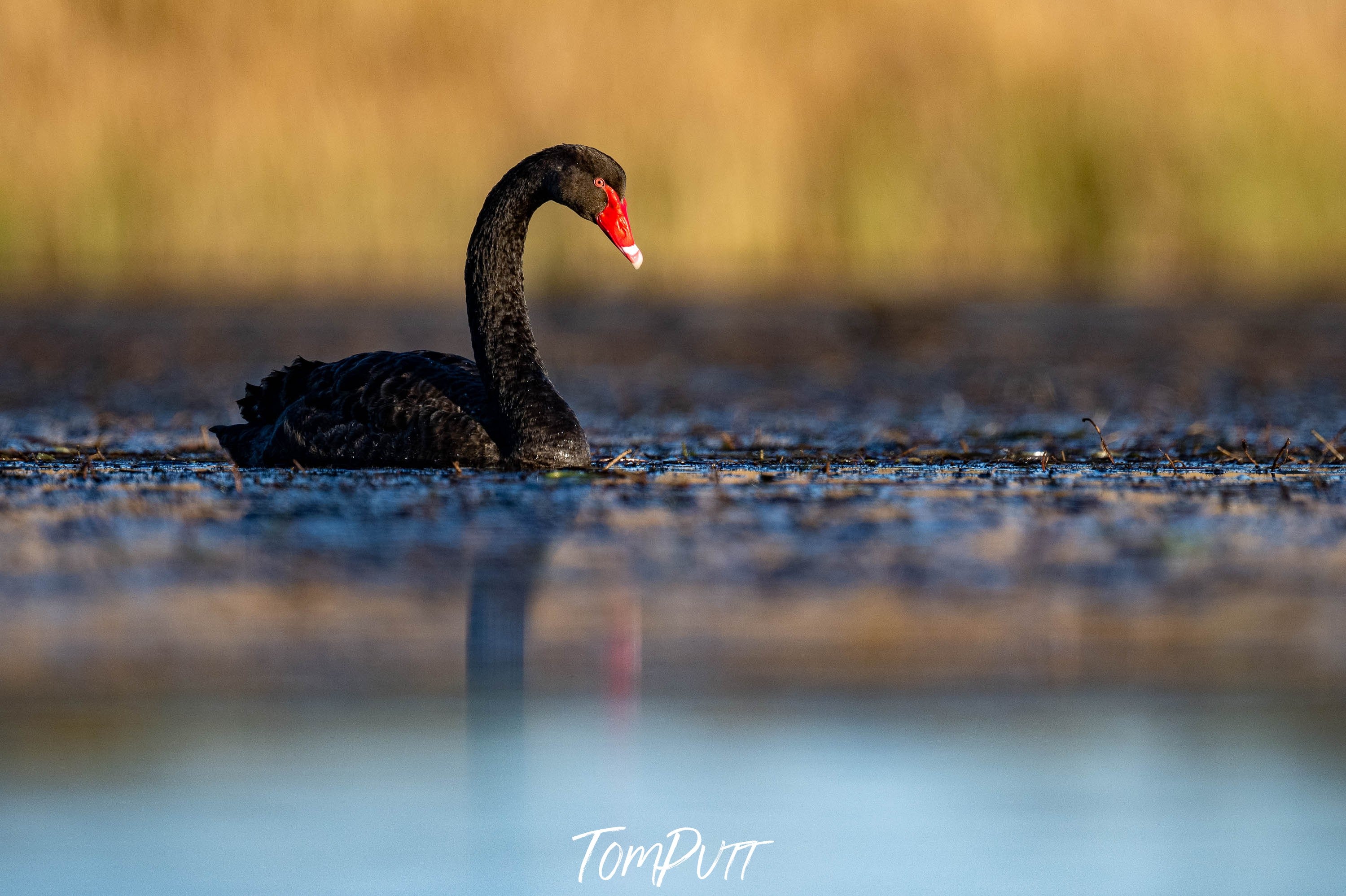 Black Swan