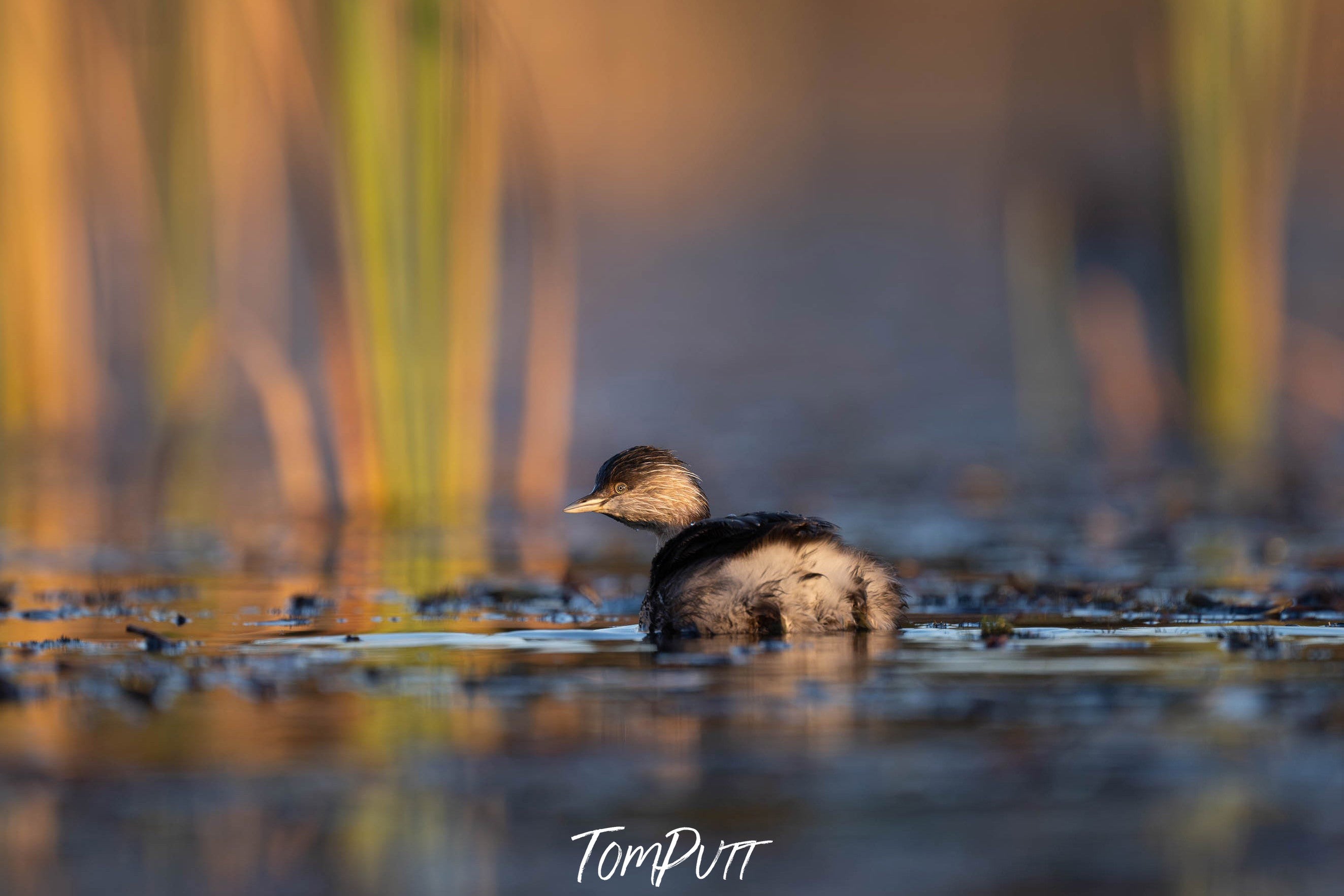 Hoary-headed Grebe 3