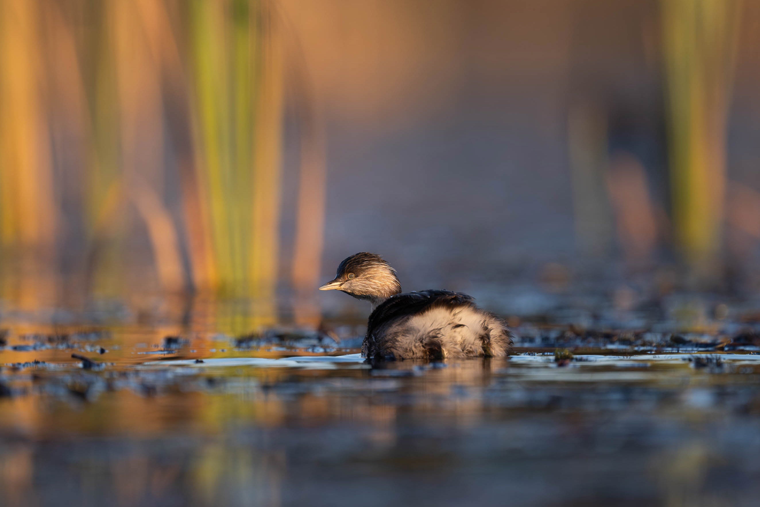 Hoary-headed Grebe 3