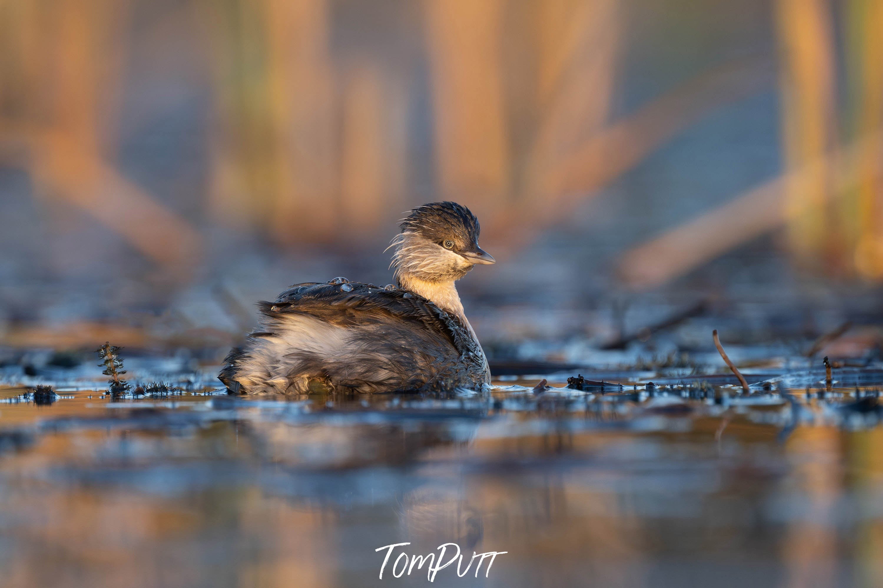 Hoary-headed Grebe 2