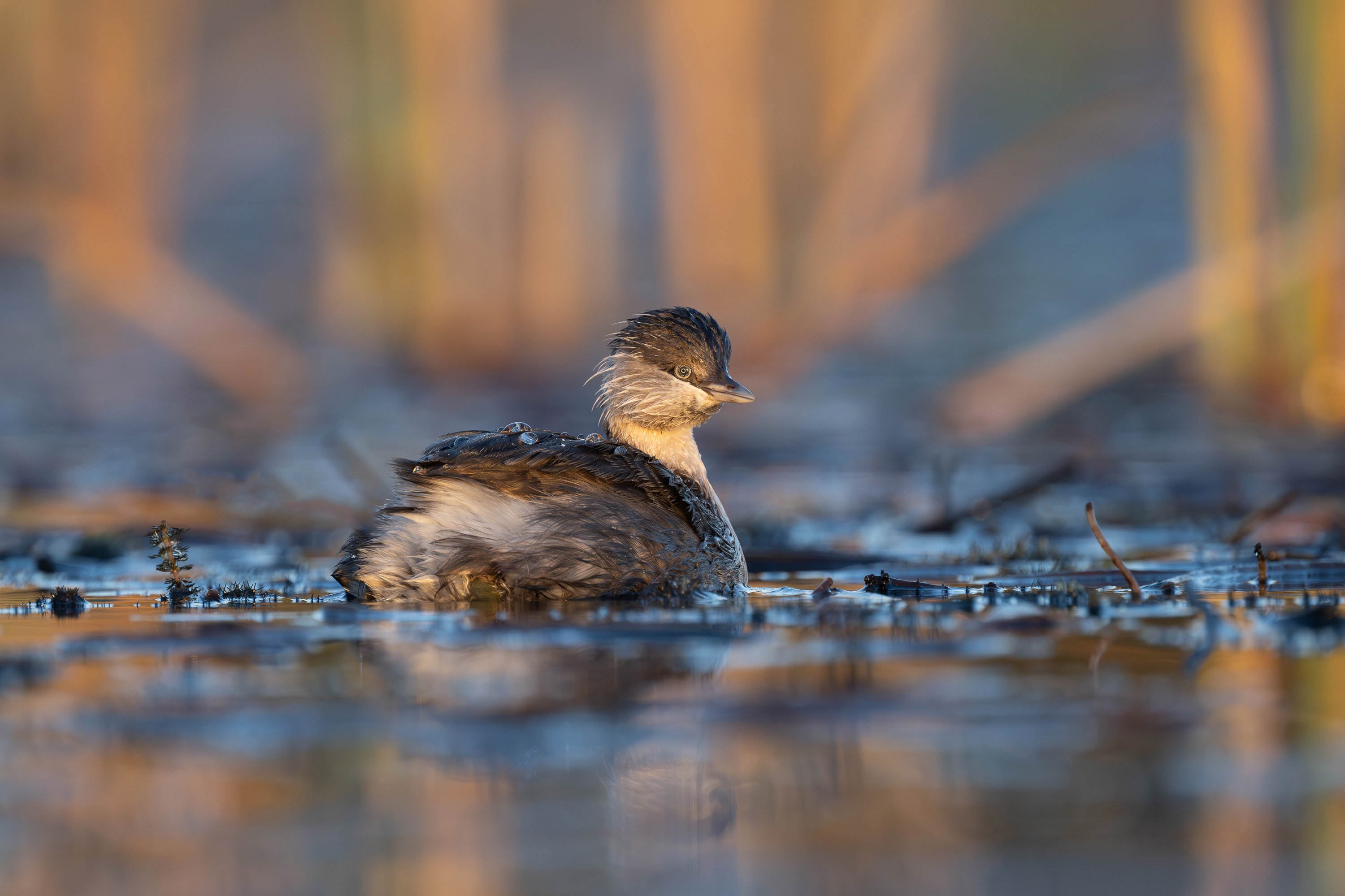 Hoary-headed Grebe 2