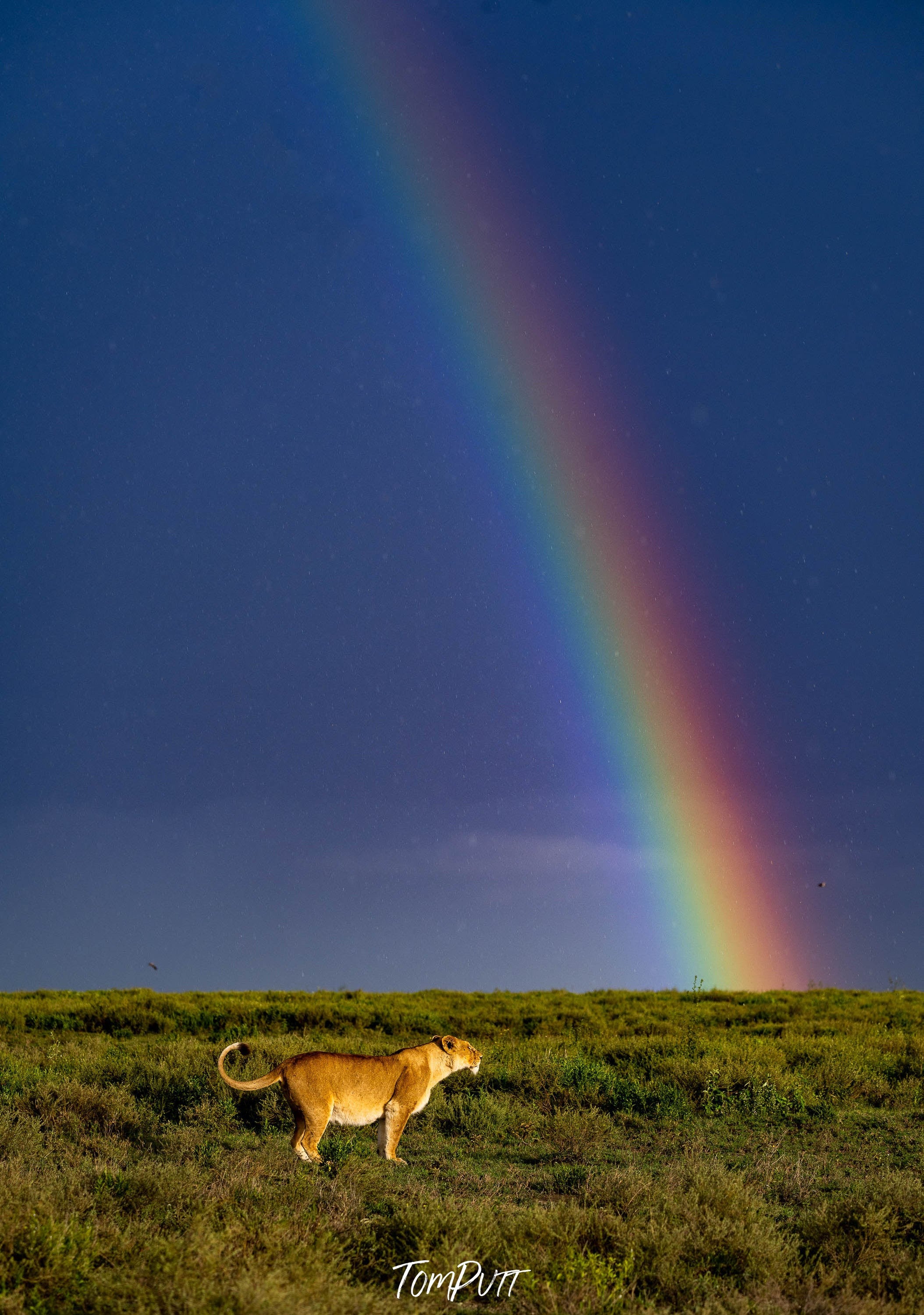 A pregnant lion and rainbow in the Serengeti, Tanzania