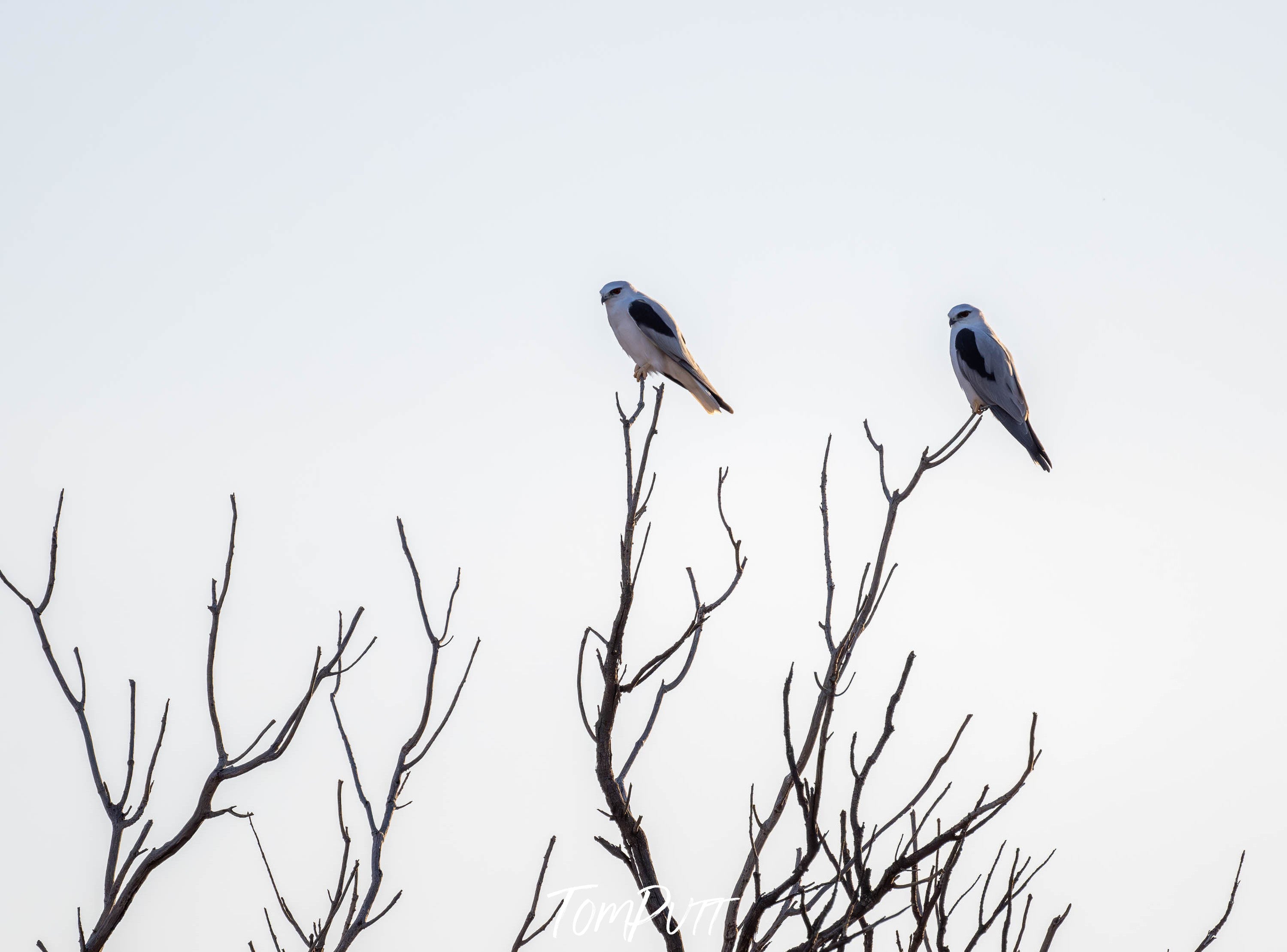 Black-shouldered Kite, Sea Lake, Victoria