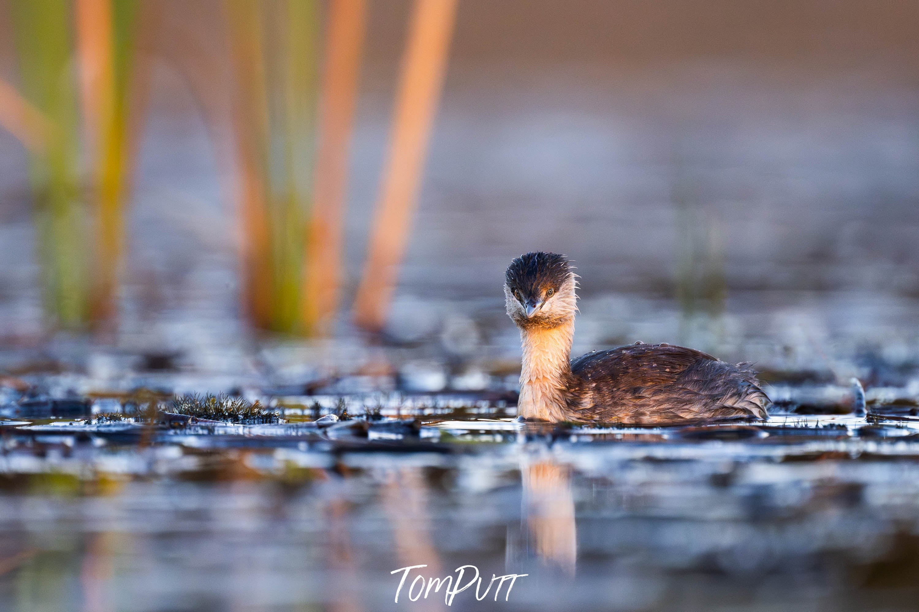 Hoary-headed Grebe