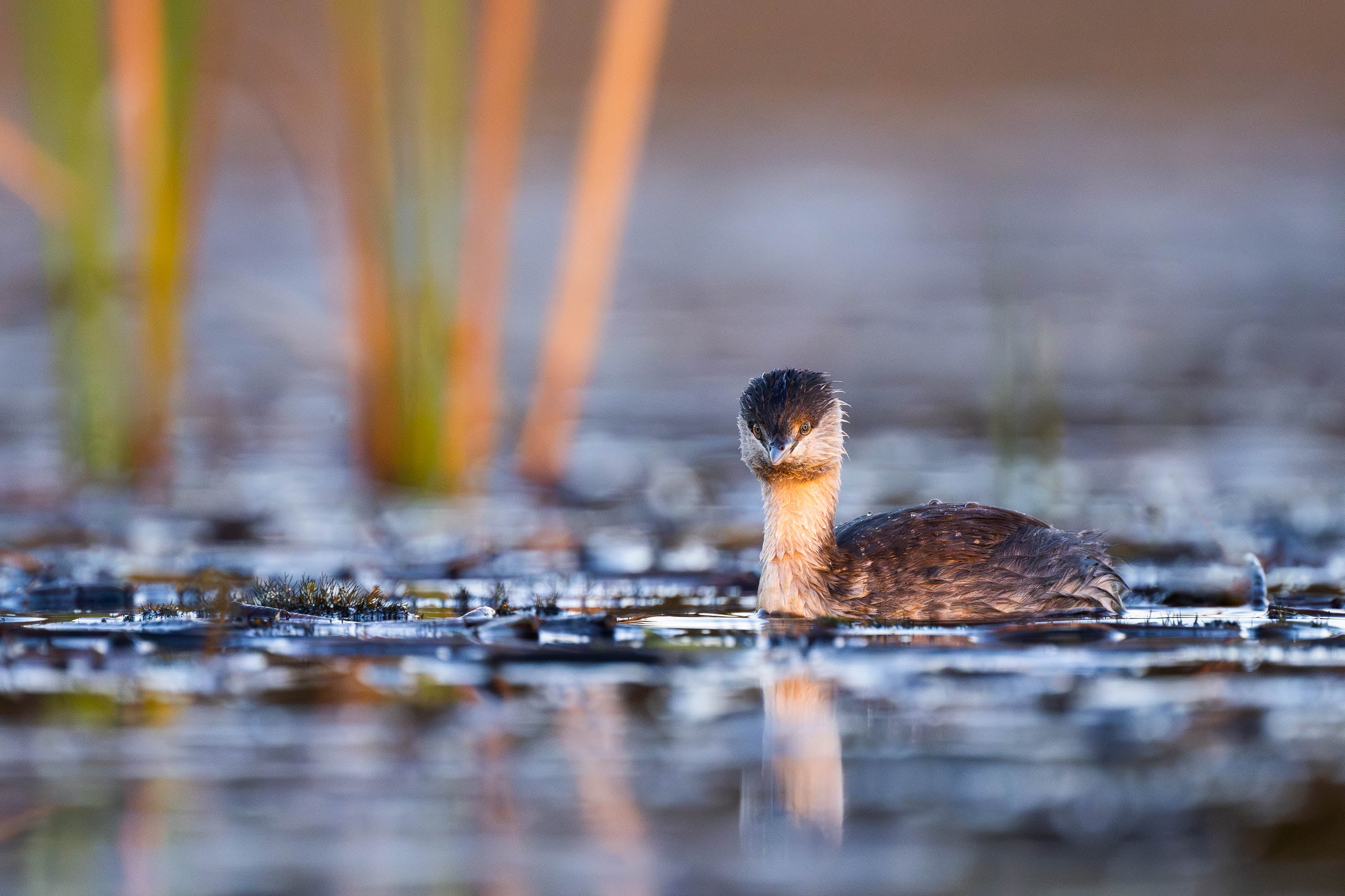 Hoary-headed Grebe