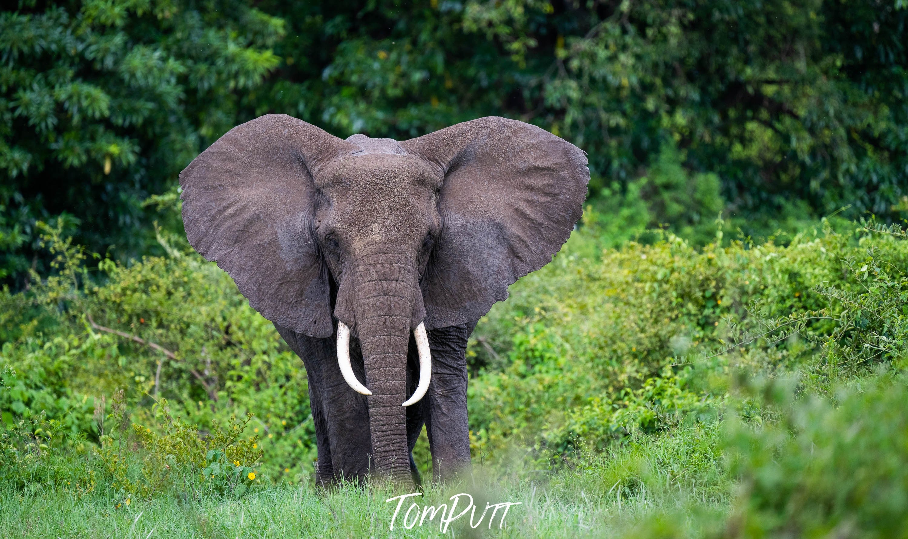 Elephant in the jungle, Ngorongoro Crater, Tanzania