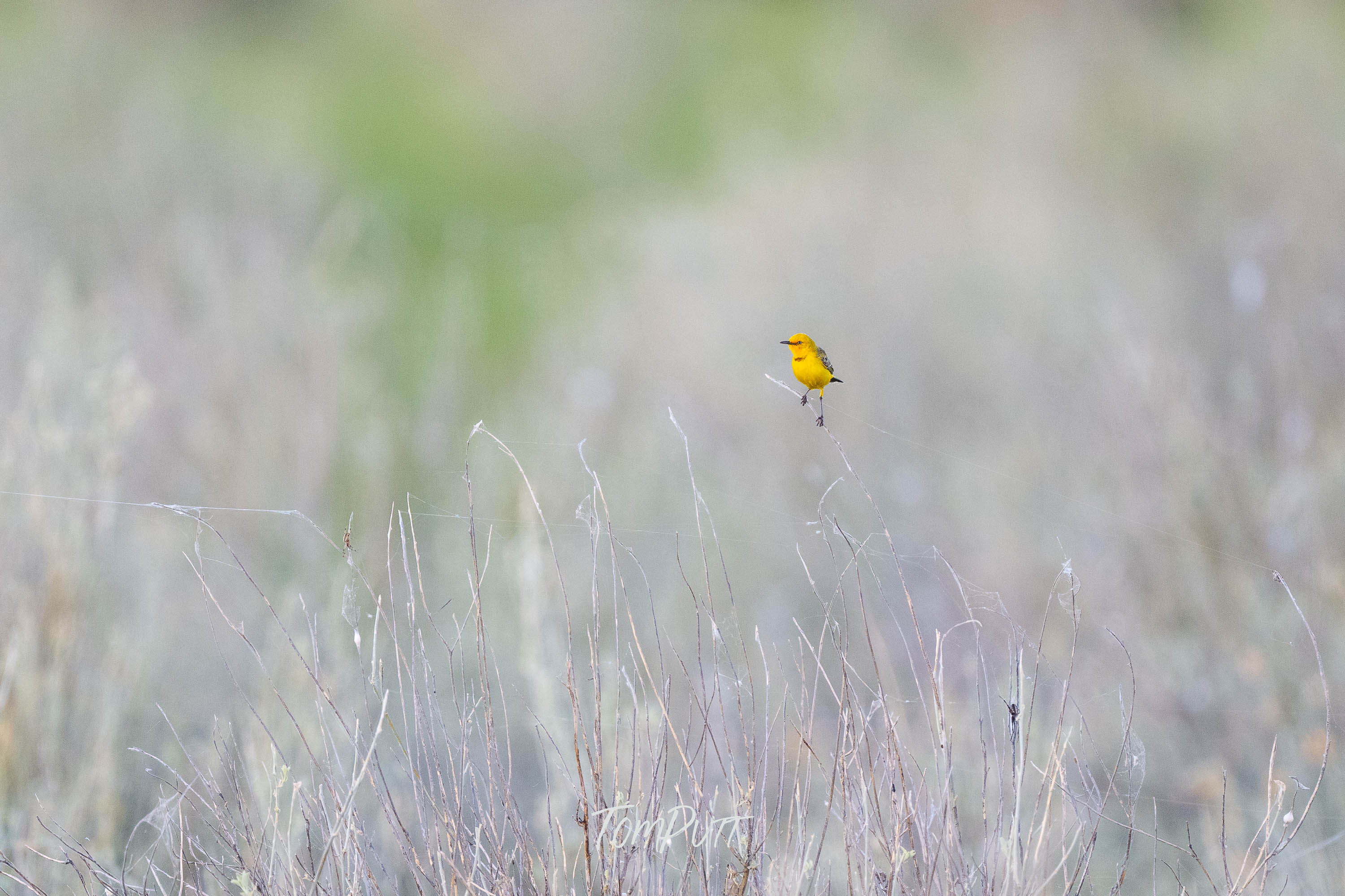 Suspended. Yellow Chat