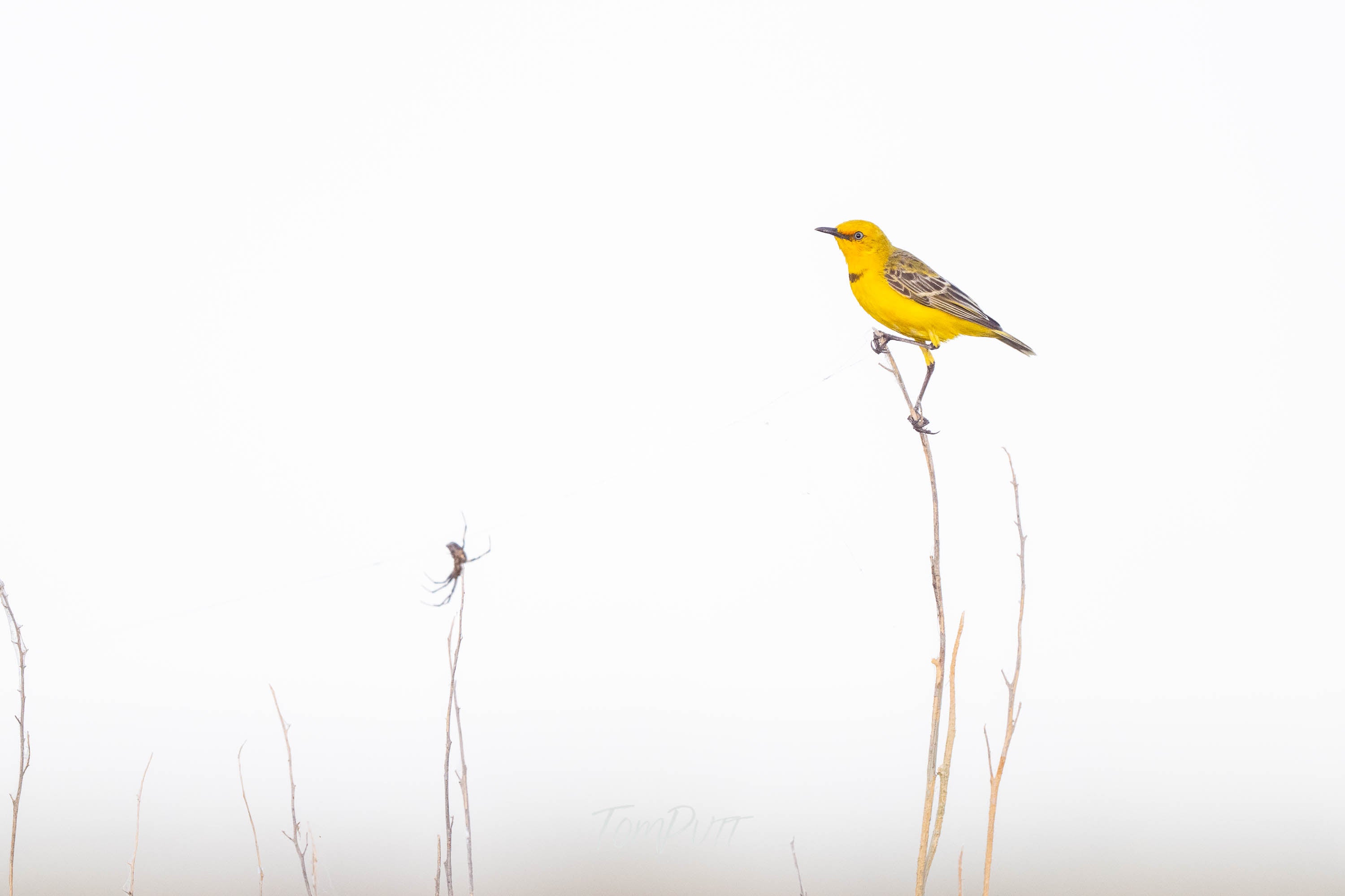 Goldern Perch. Yellow Chat