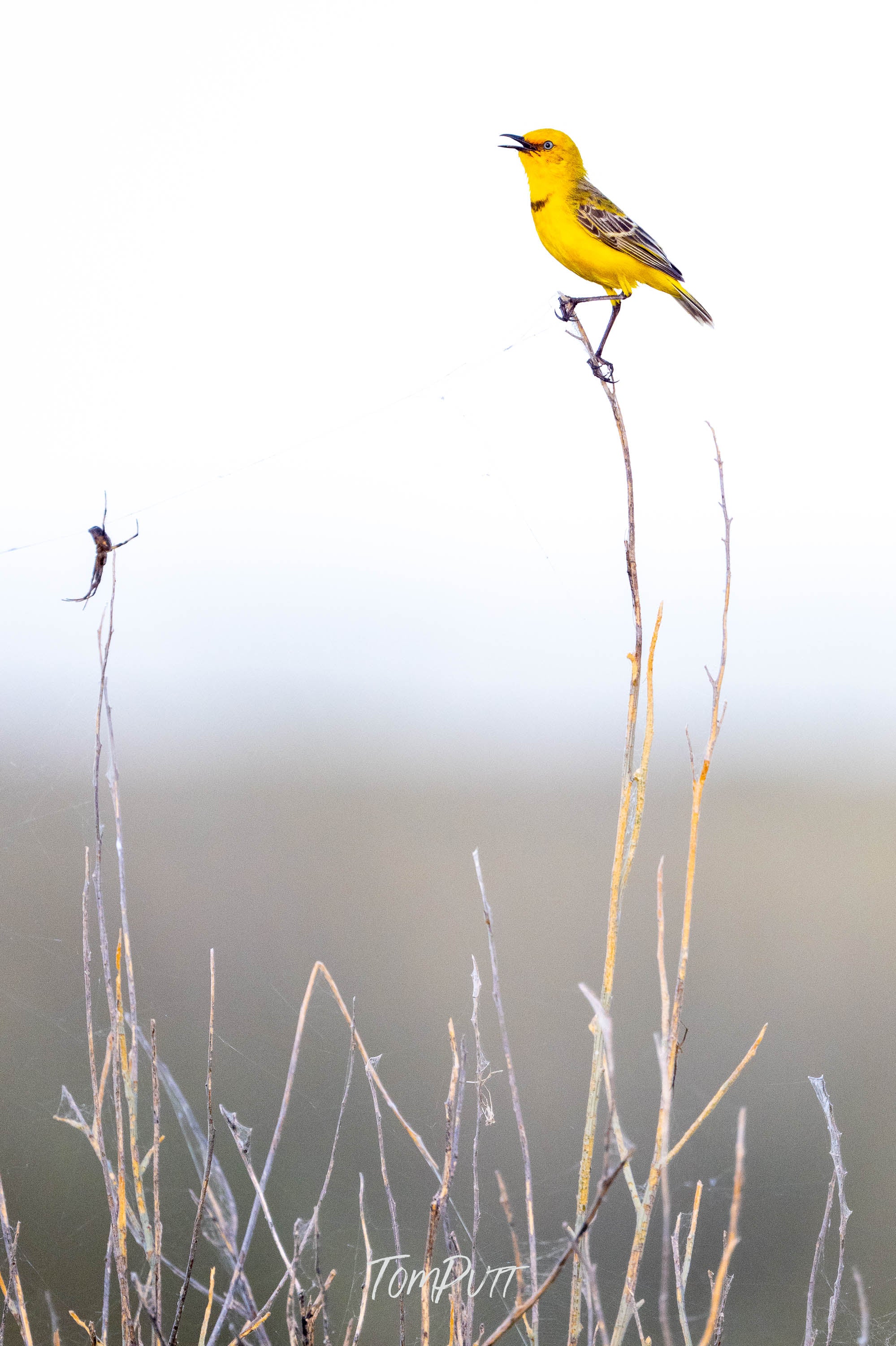 High Note. Yellow Chat