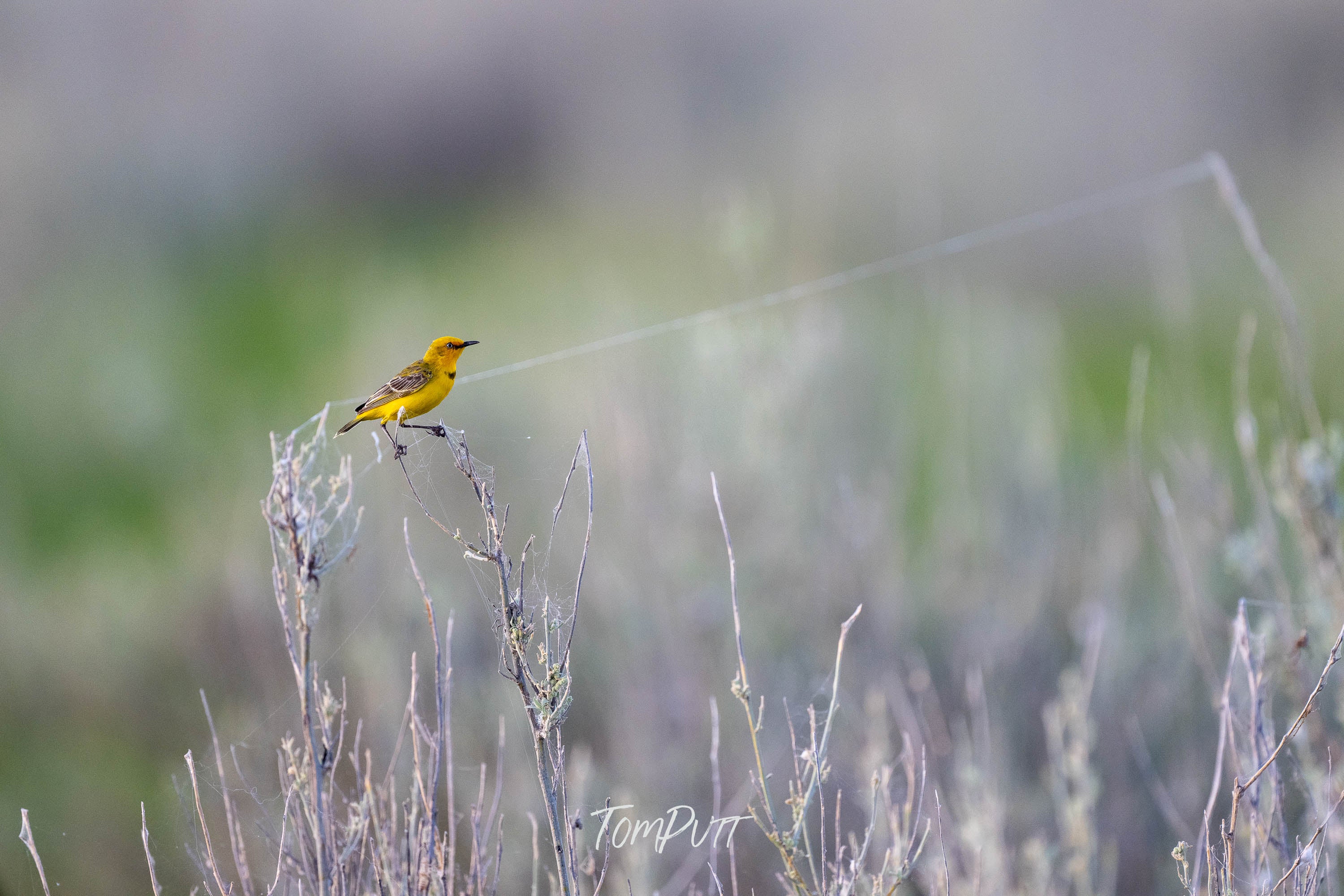 Sunlit Pause. Yellow Chat