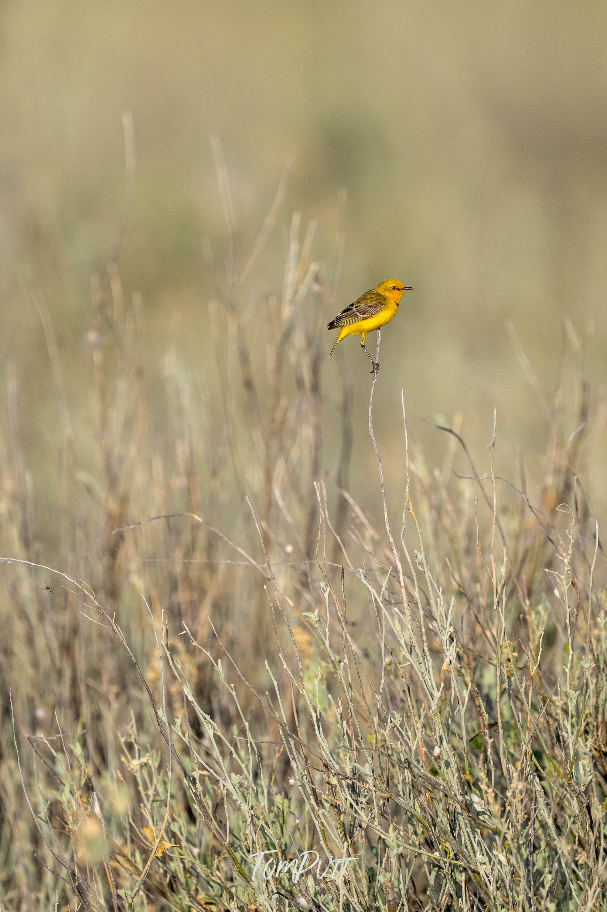 Meadow Ember. Yellow Chat