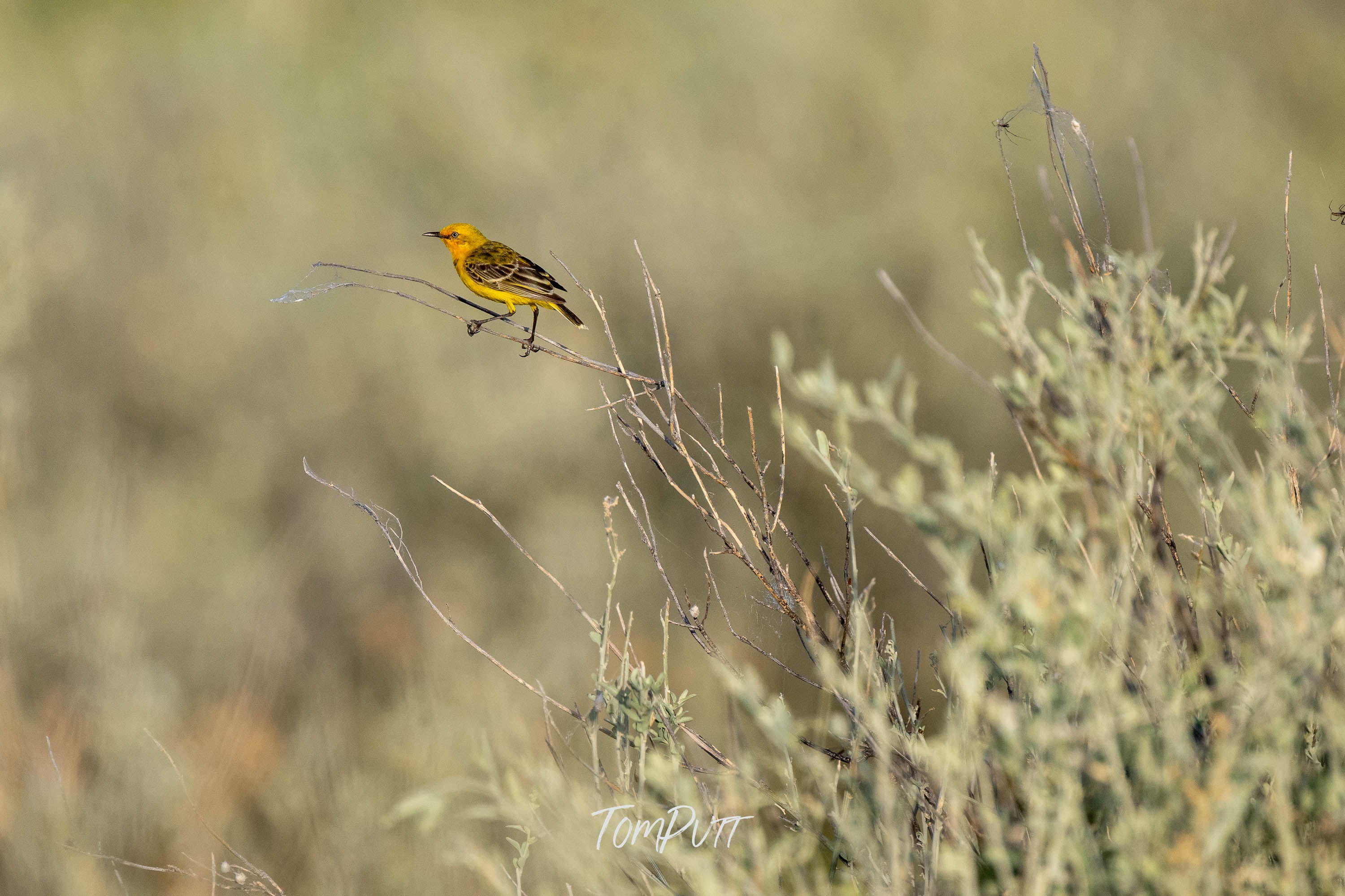 Perched in Focus. Yellow Chat