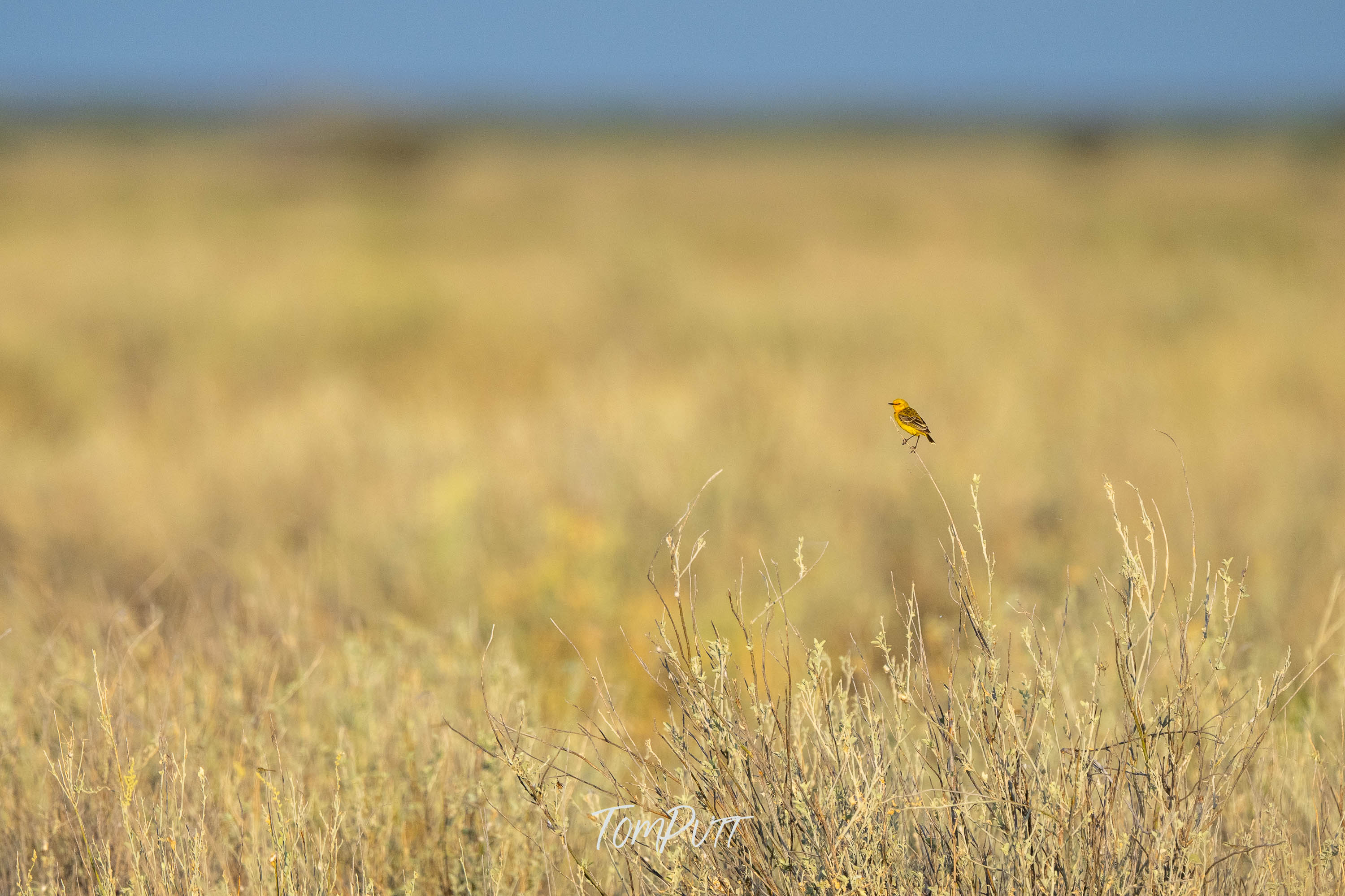 Tiny Gem. Yellow Chat