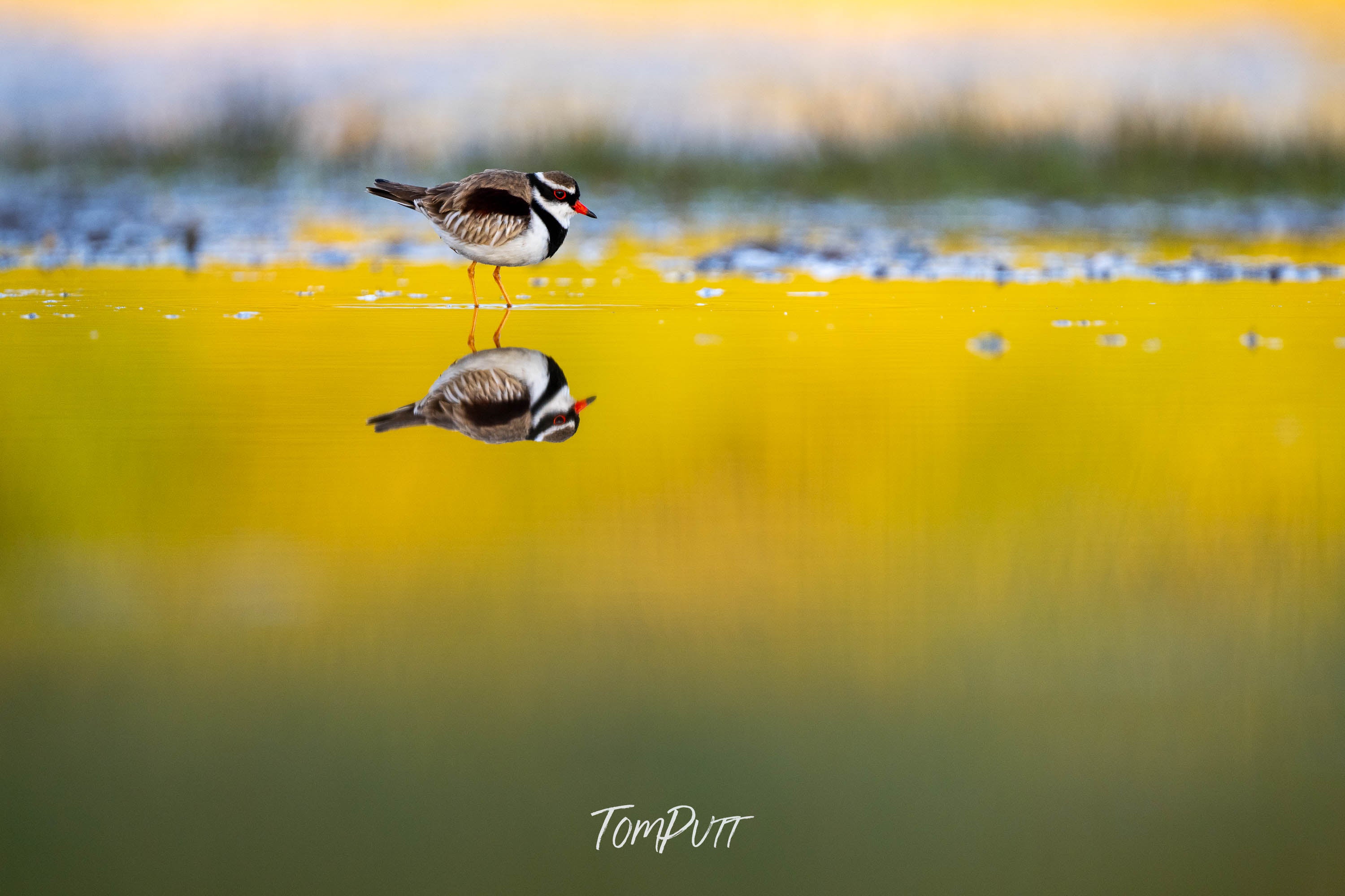 Mirrored Stroll. Black-Fronted Dotterel