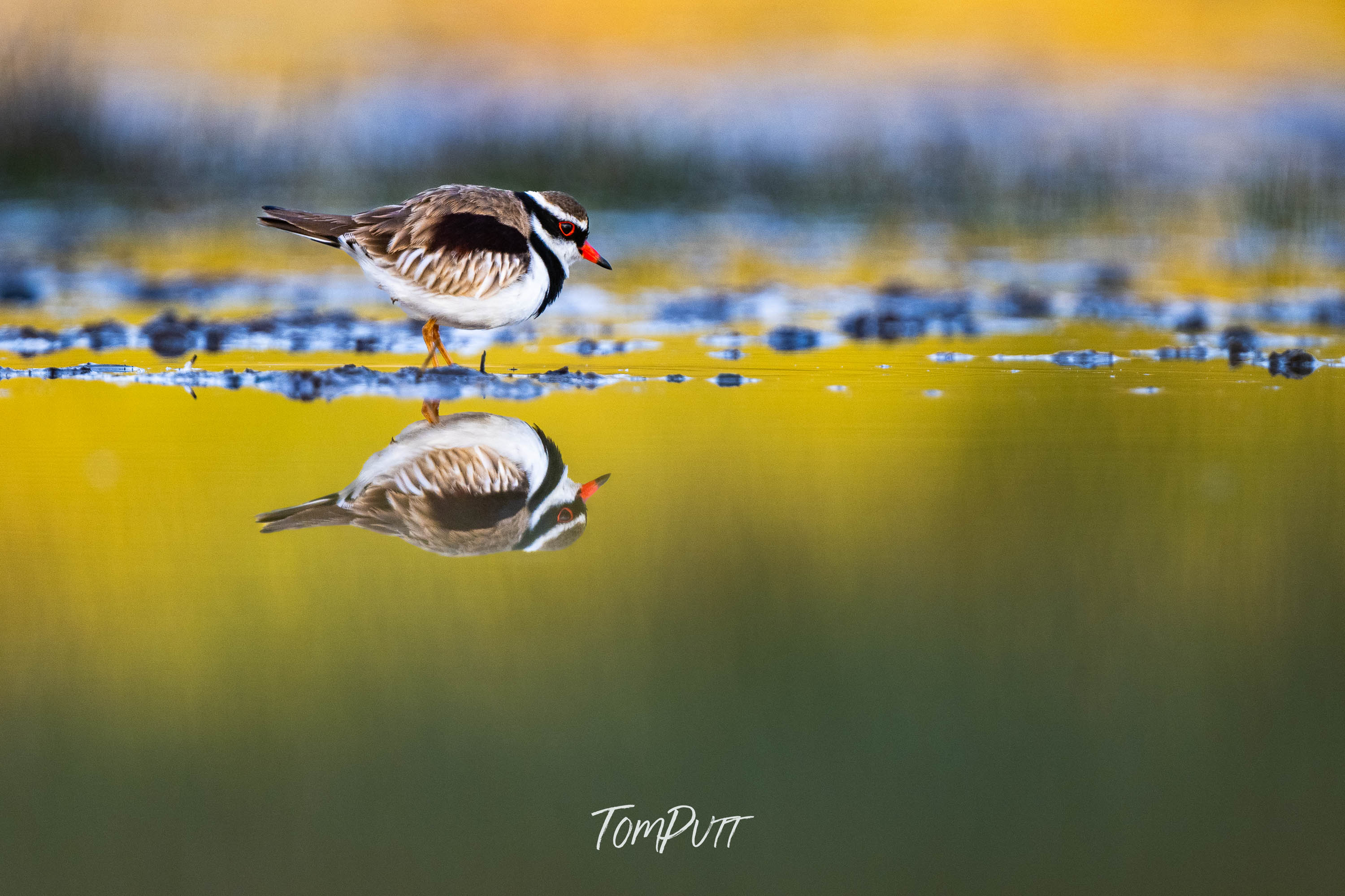 Quiet Reflection. Black-Fronted Dotterel