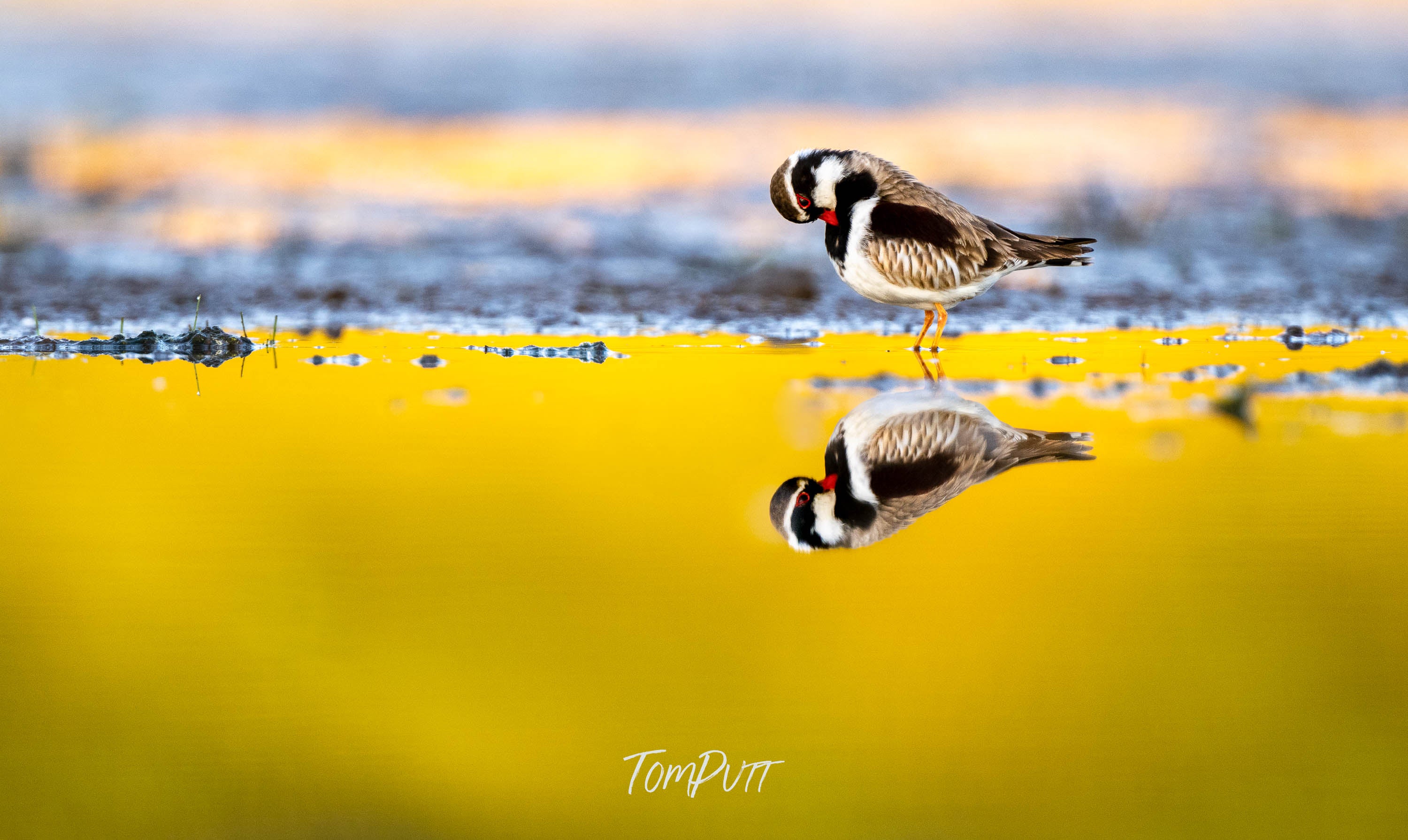 Golden Reflection. Black-Fronted Dotterel