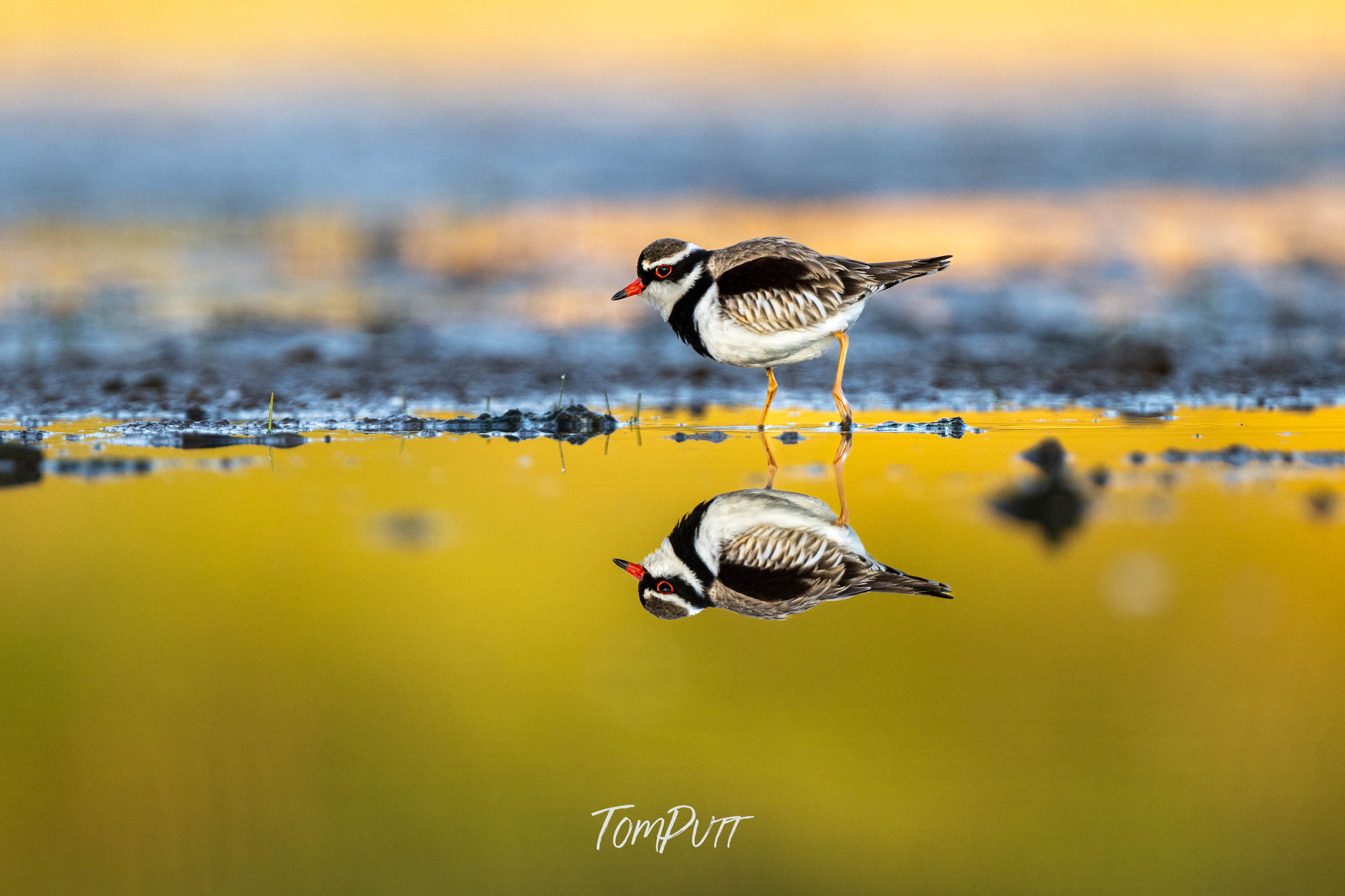 Tide’s Mirror. Black-Fronted Dotterel