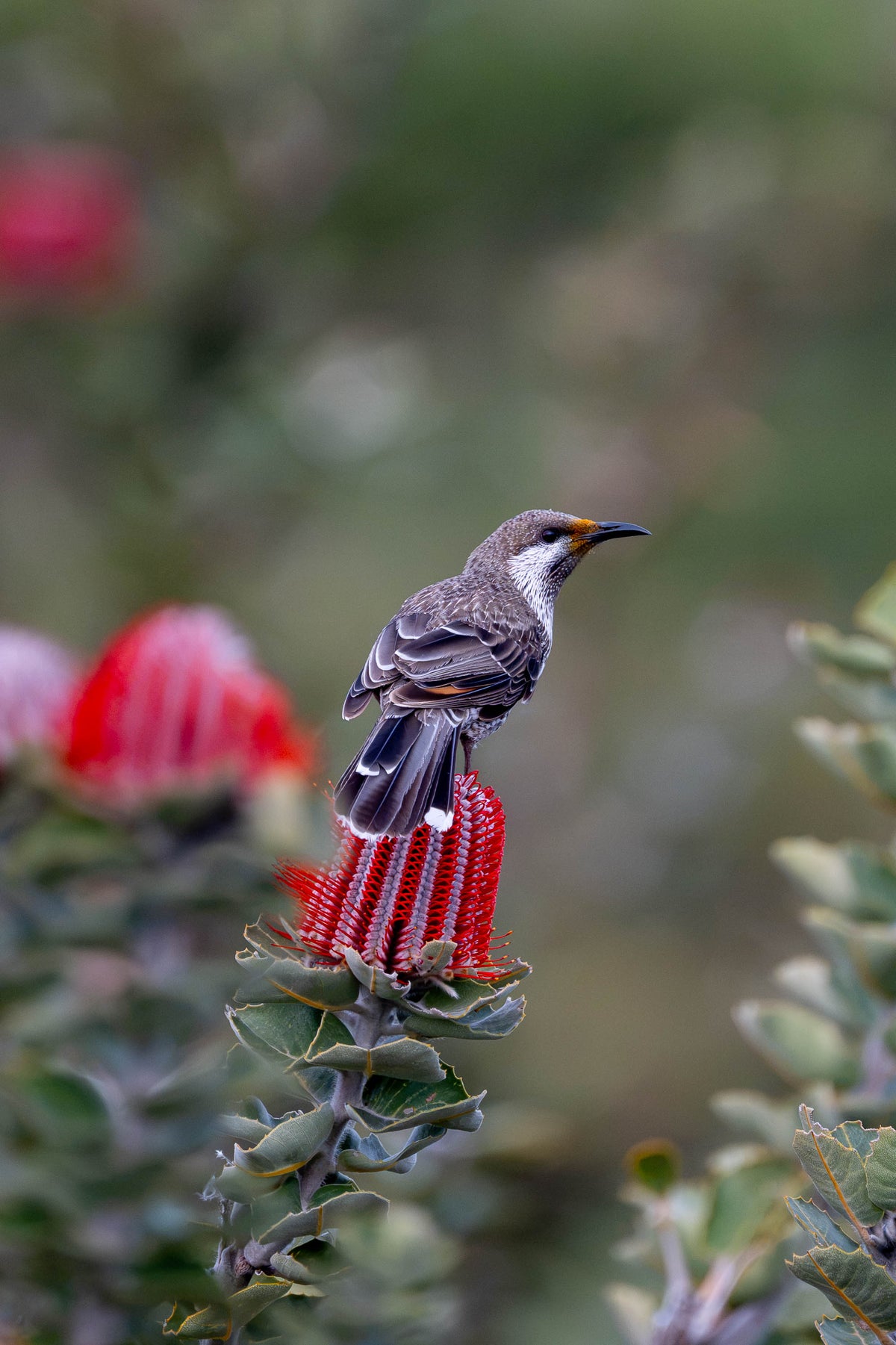 Western Wattlebird
