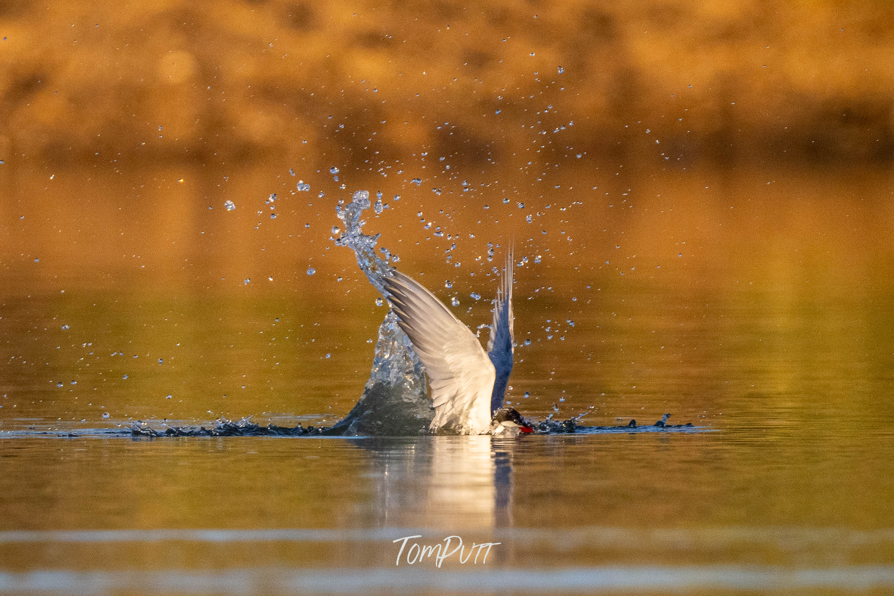 Fly Swimming. Whiskered Tern