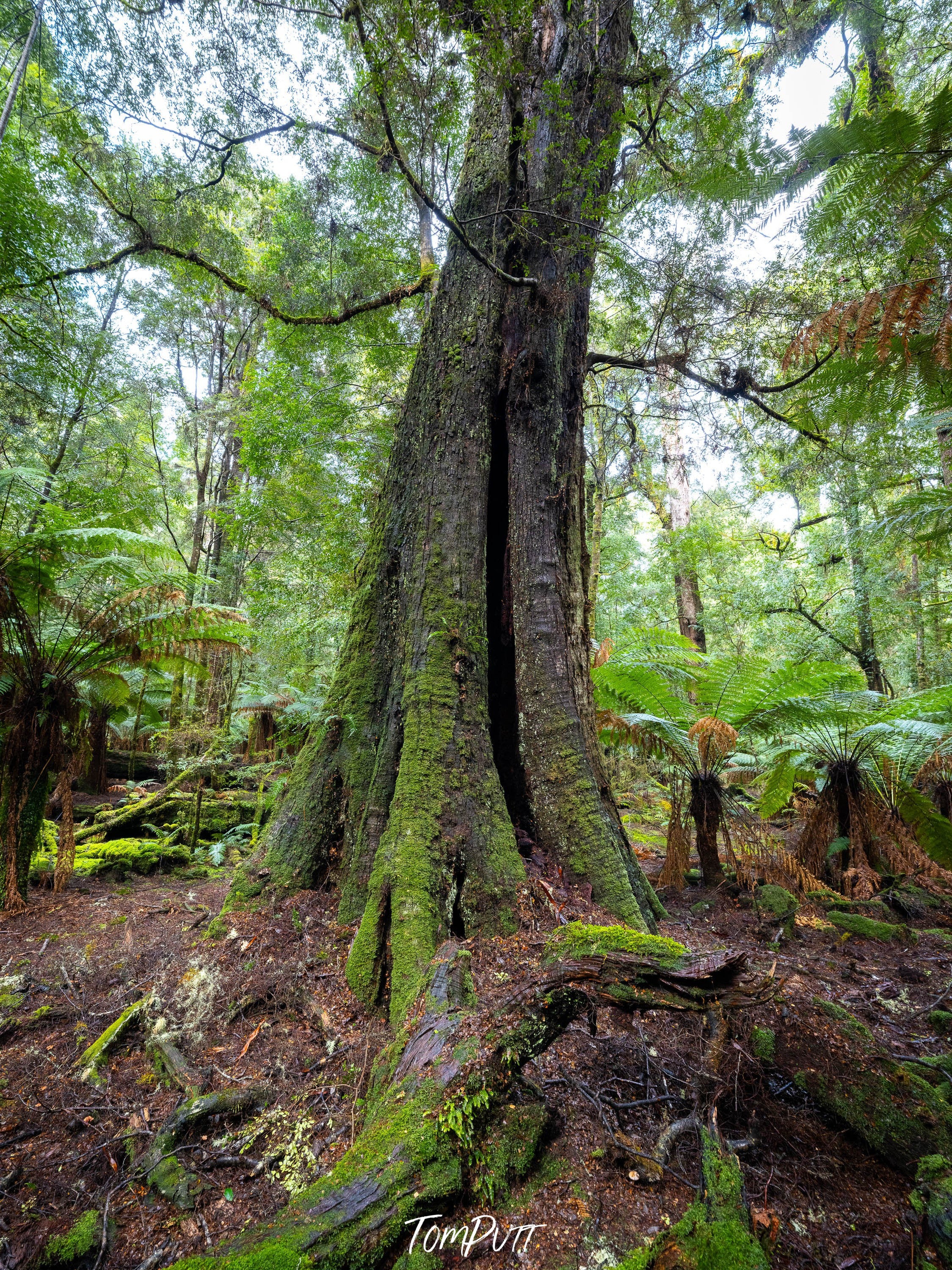 The Tarkine No.6, Tasmania