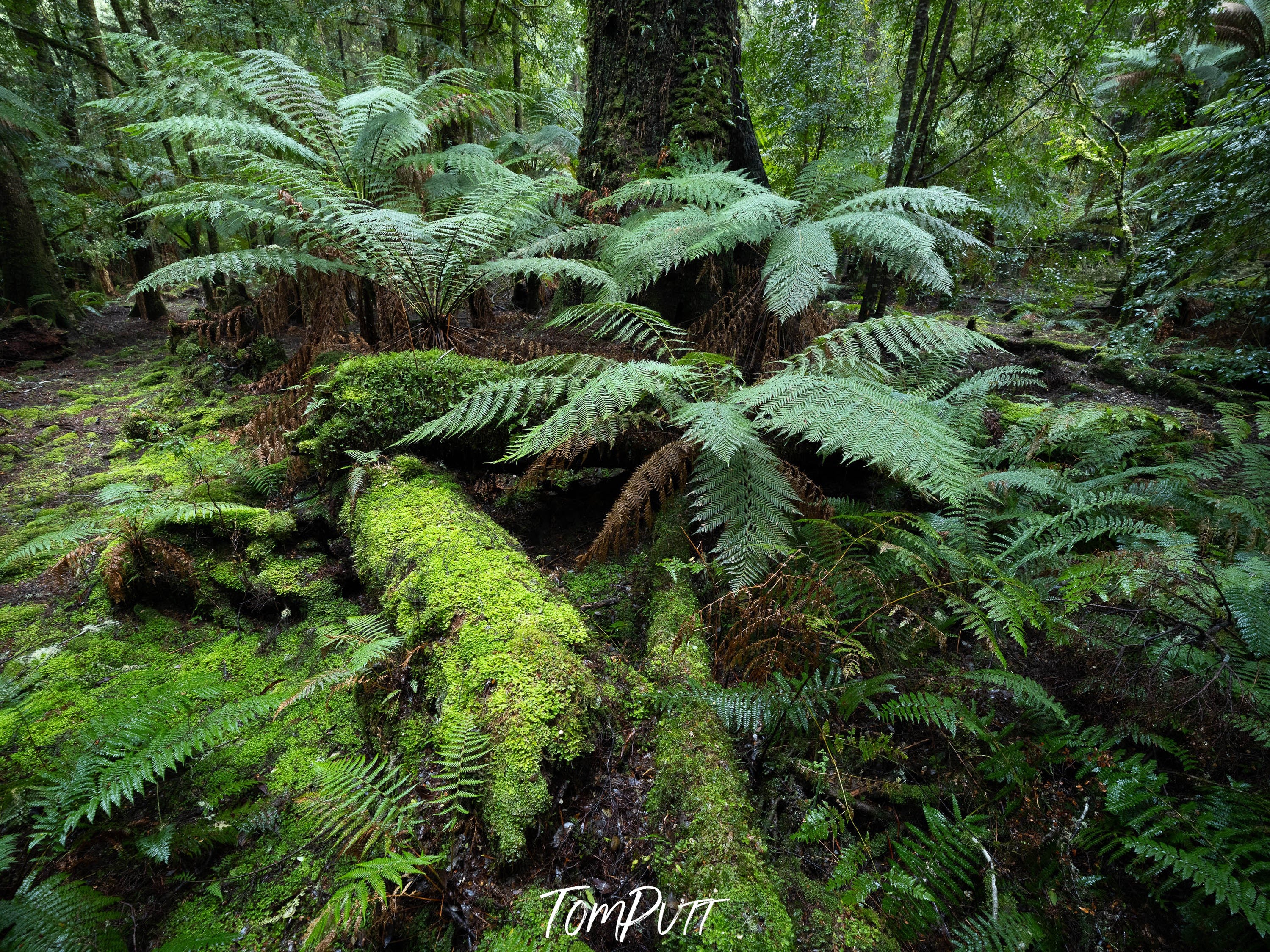 The Tarkine No.7, Tasmania