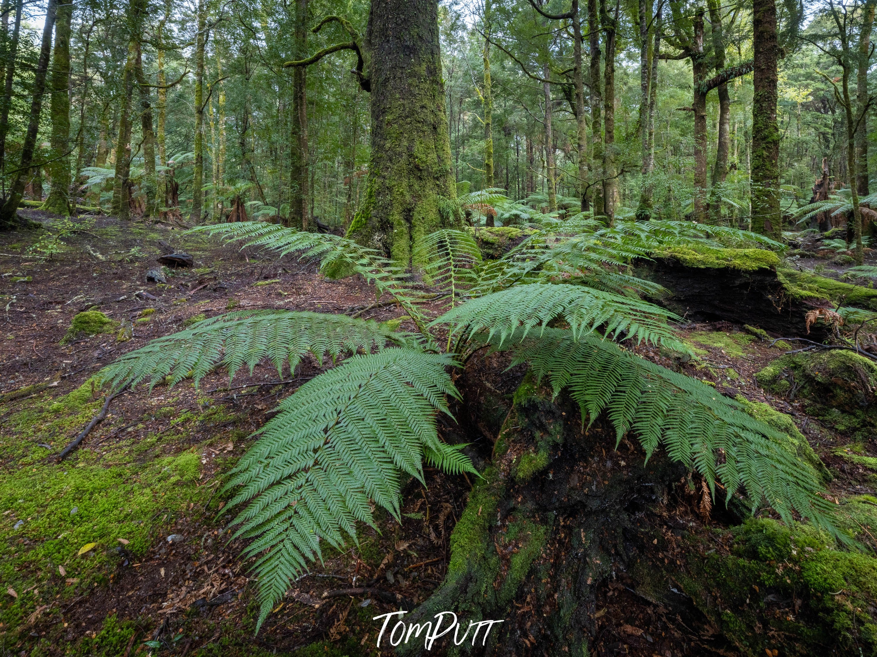 The Tarkine No.12, Tasmania