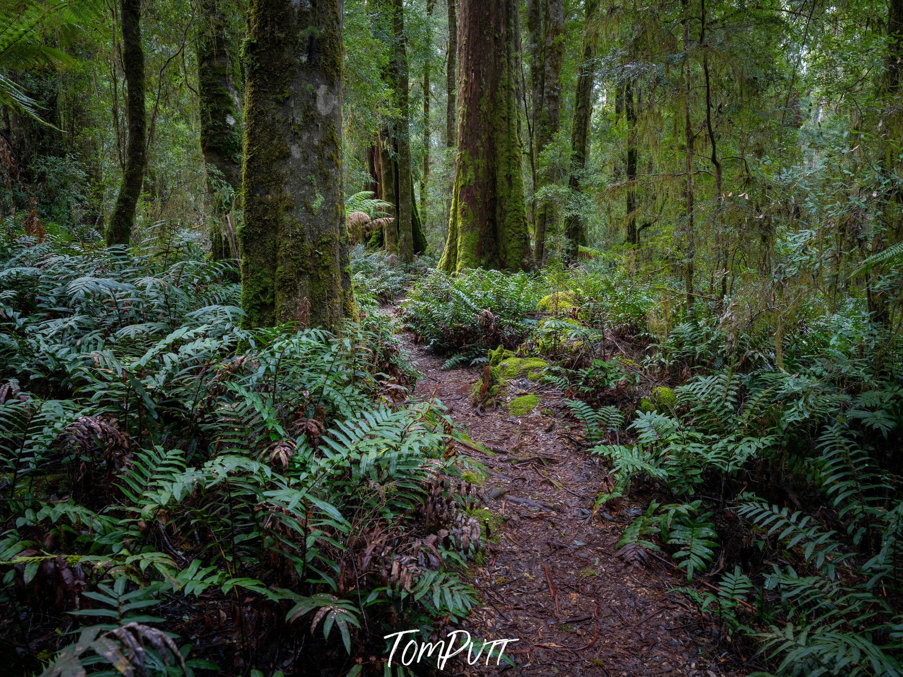 The Tarkine No.10, Tasmania