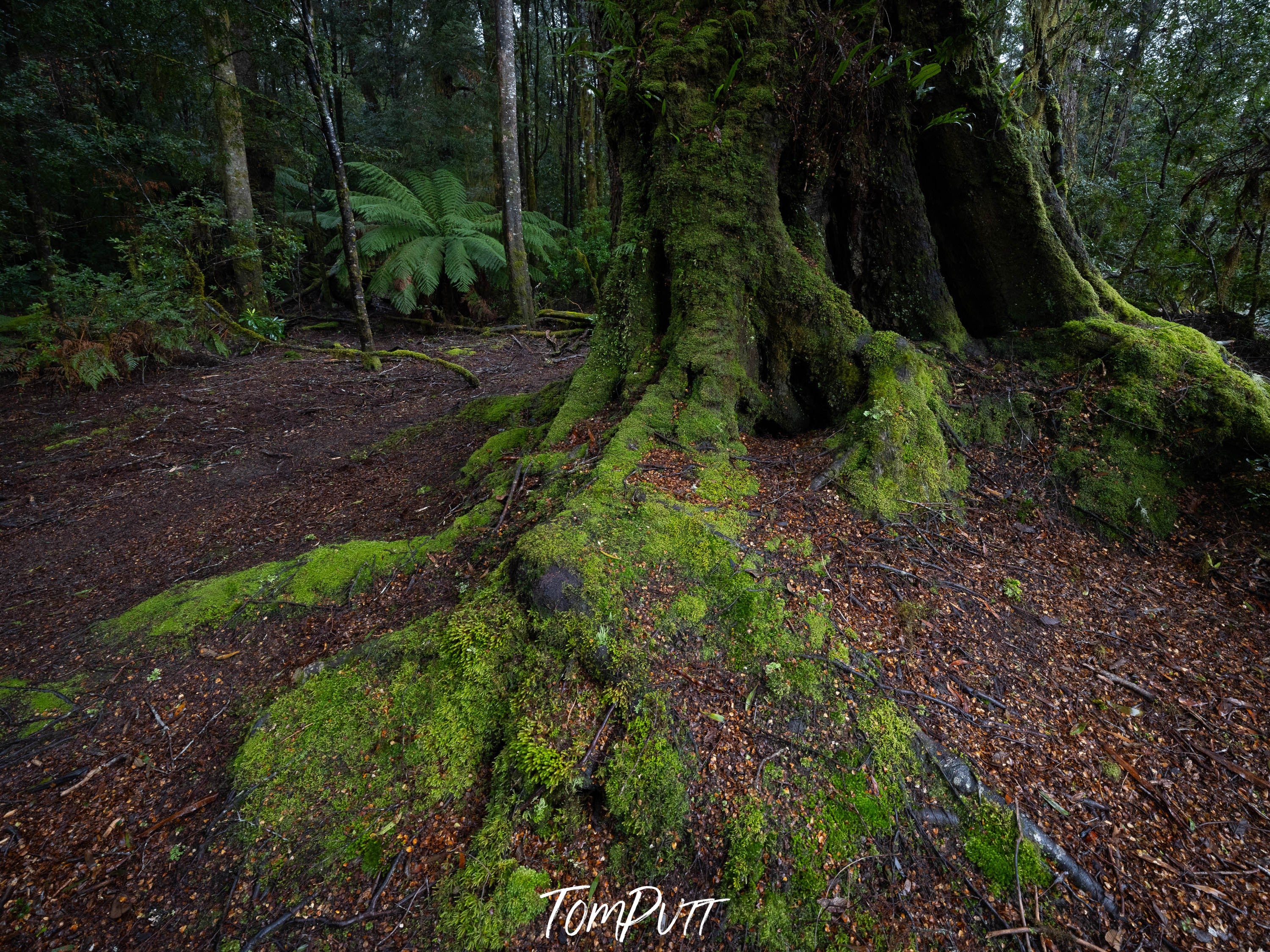 The Tarkine No.17, Tasmania