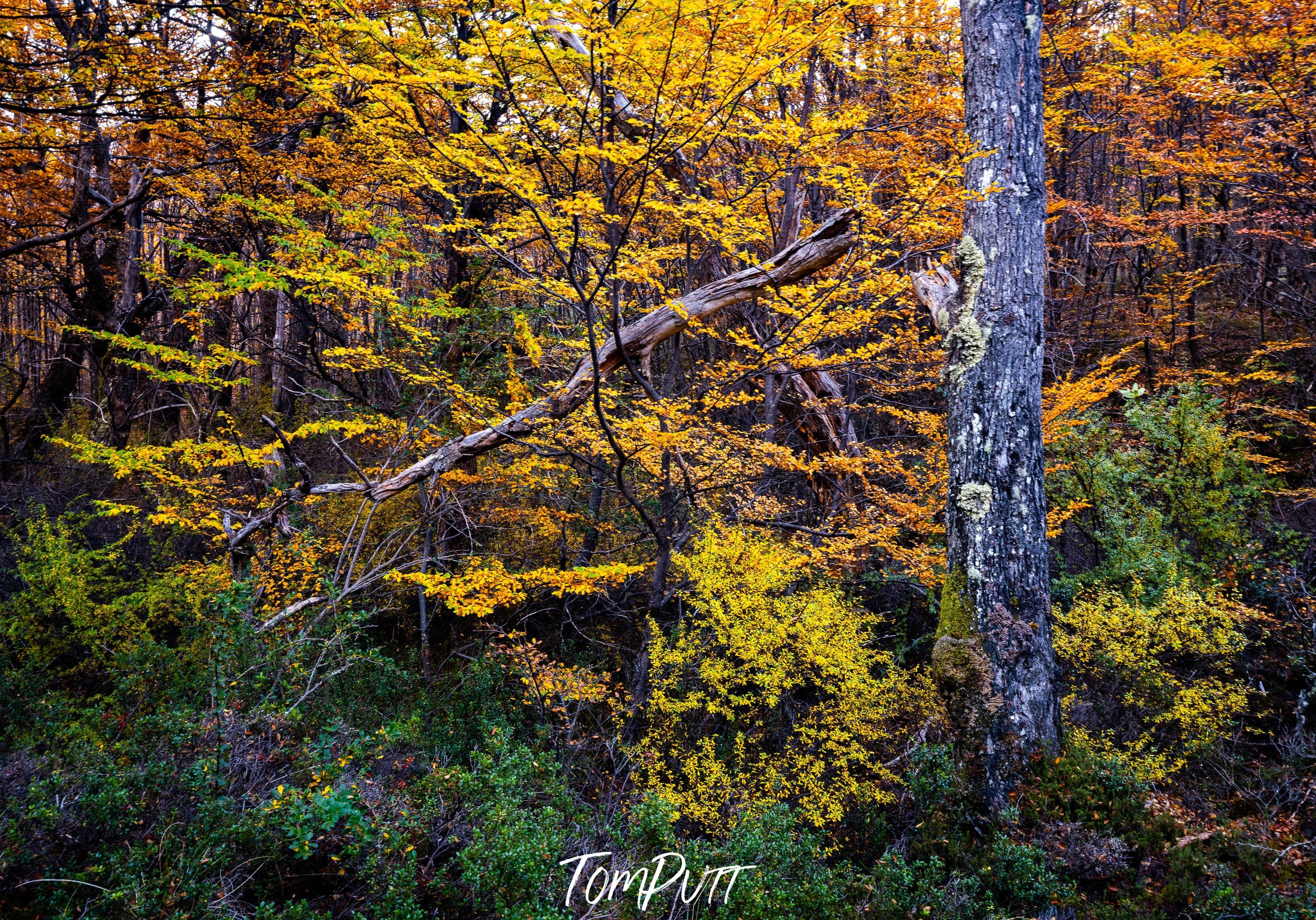 Patagonia autumn forest No.2